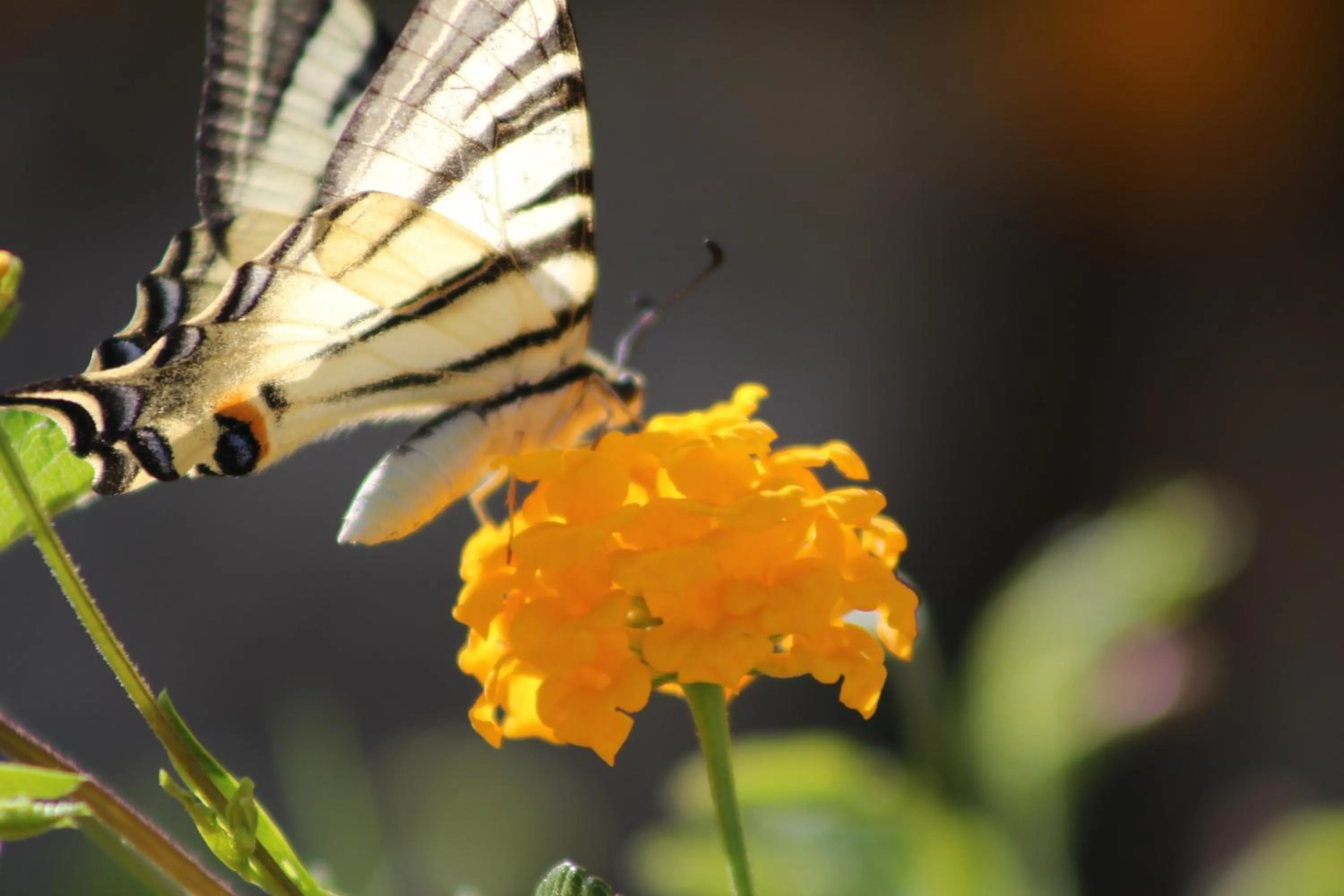 Decorative detail in Masseria Valente