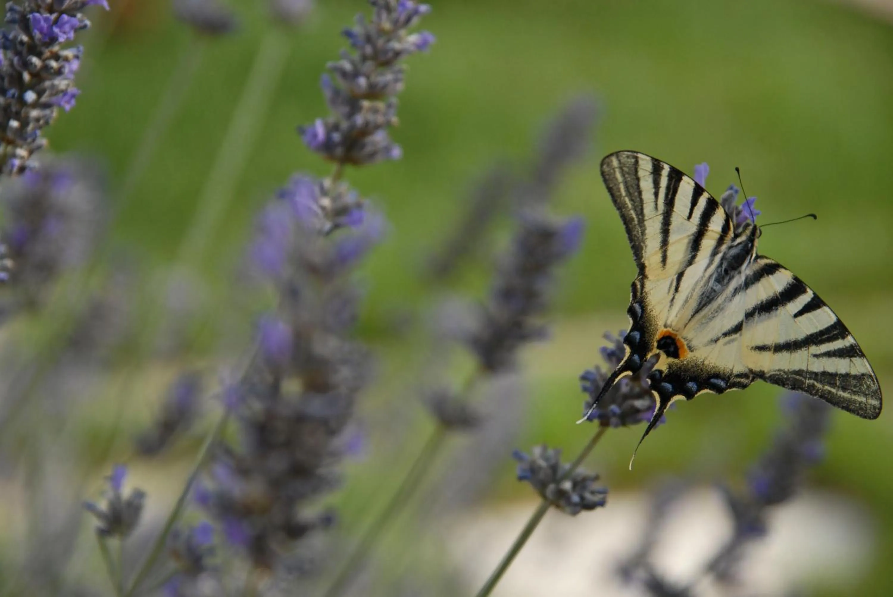 Facade/entrance in Masseria Valente