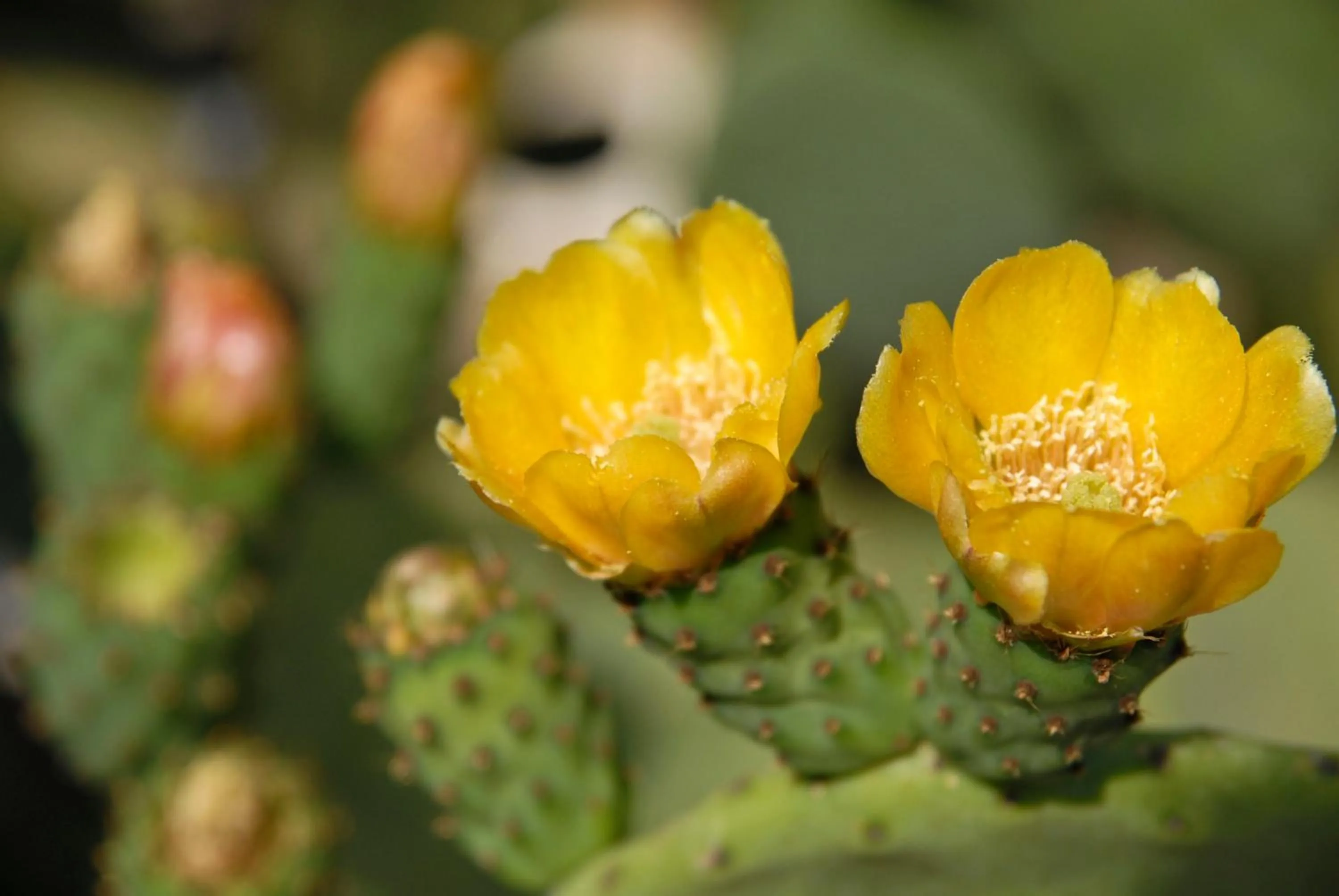 Garden in Masseria Valente