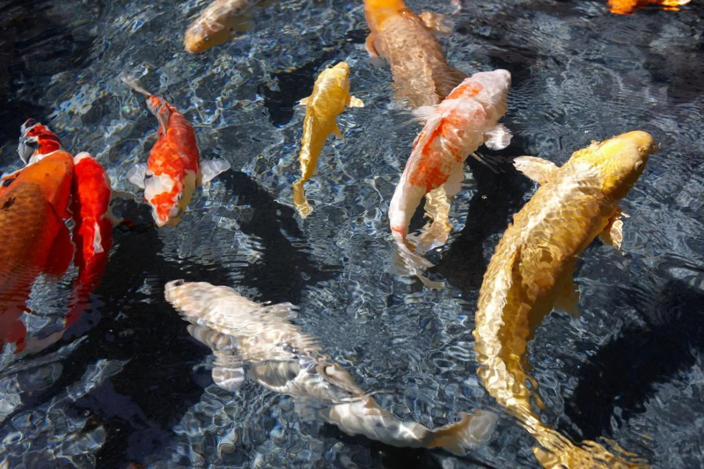 Garden in Beautiful Japanese Garden Kagetsu