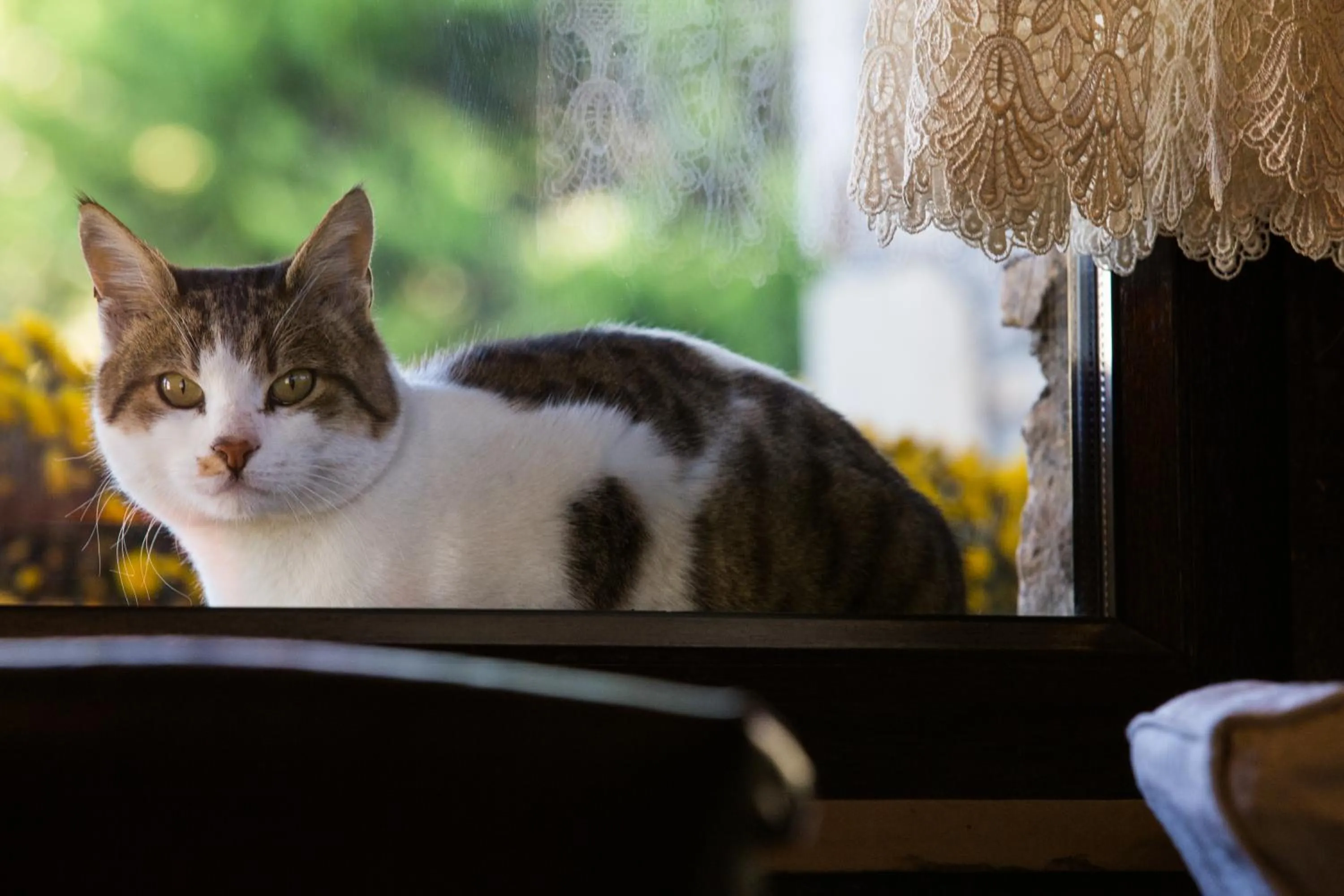 Pets in Atrion Highland Hotel