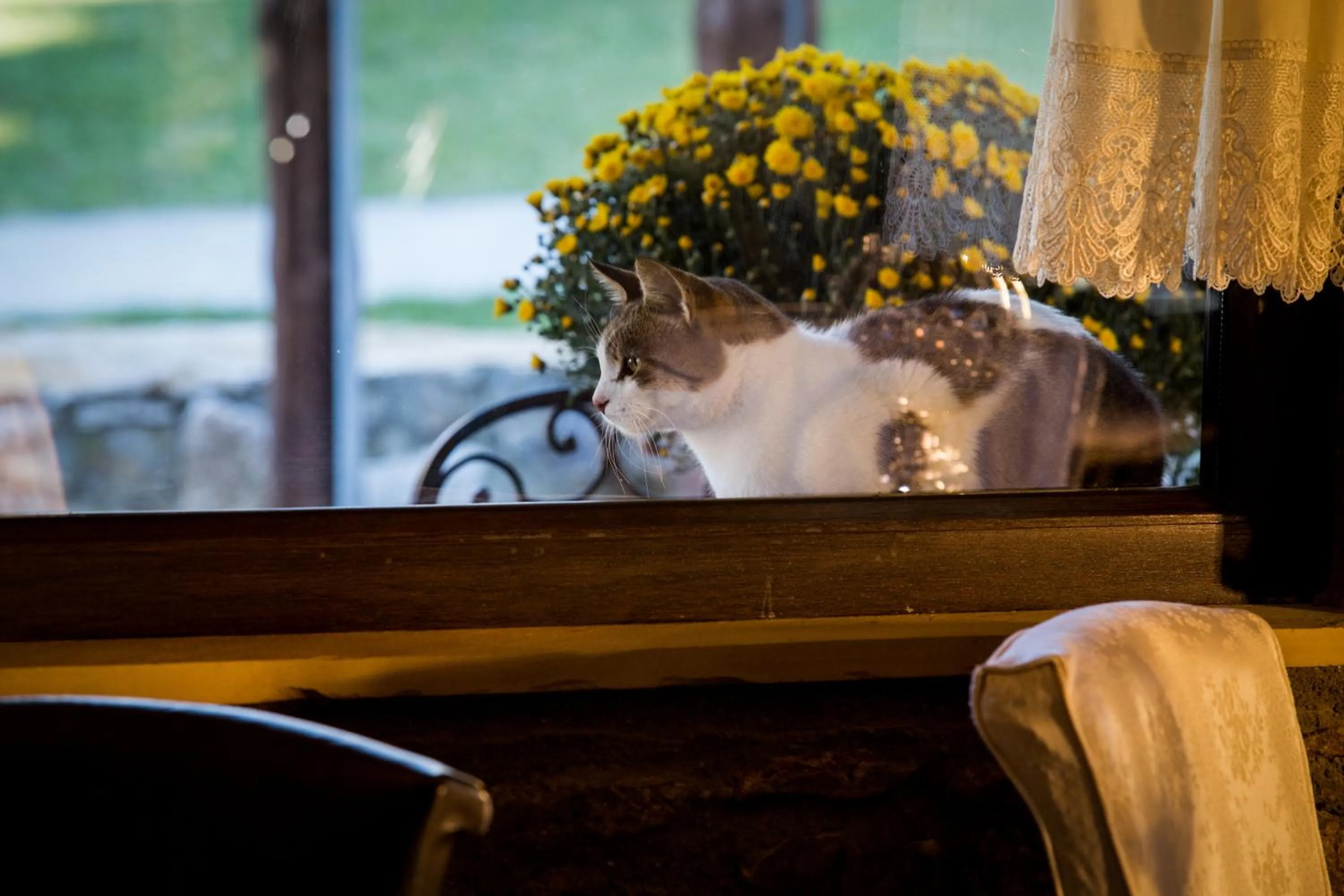 Animals in Atrion Highland Hotel