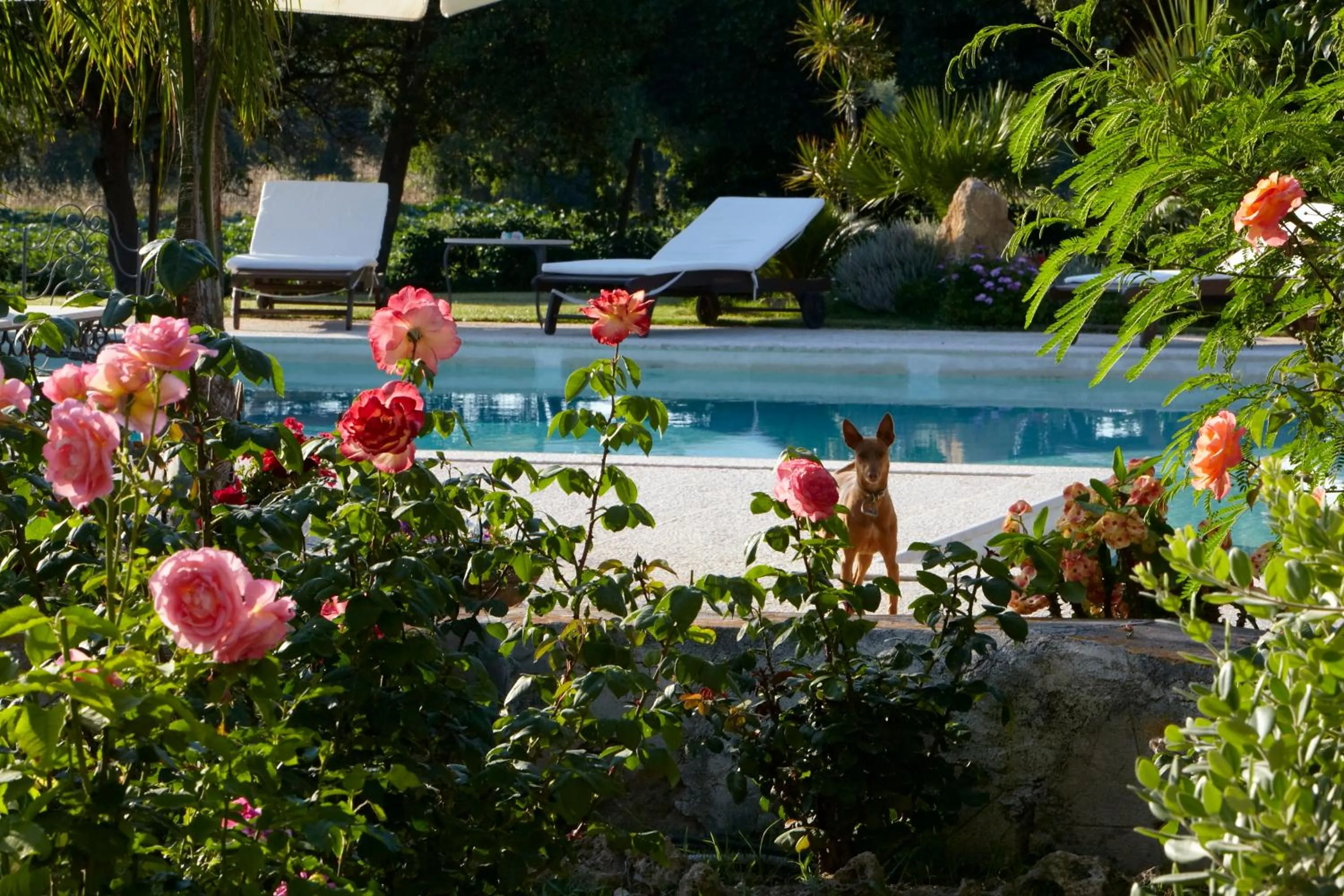 Pets in Baglio Sant'Andrea