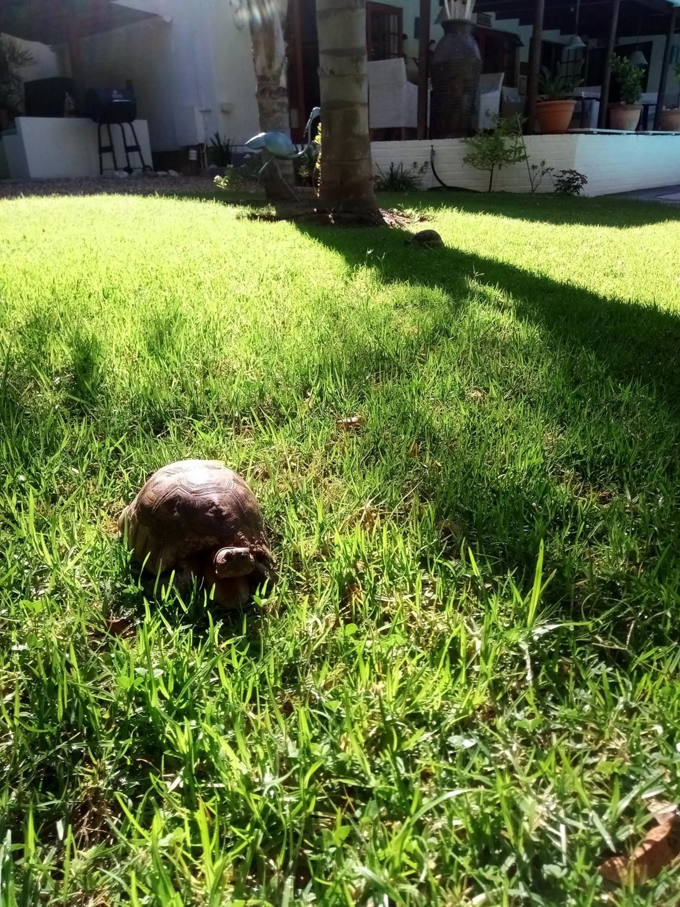 Garden in Khashamongo B & B