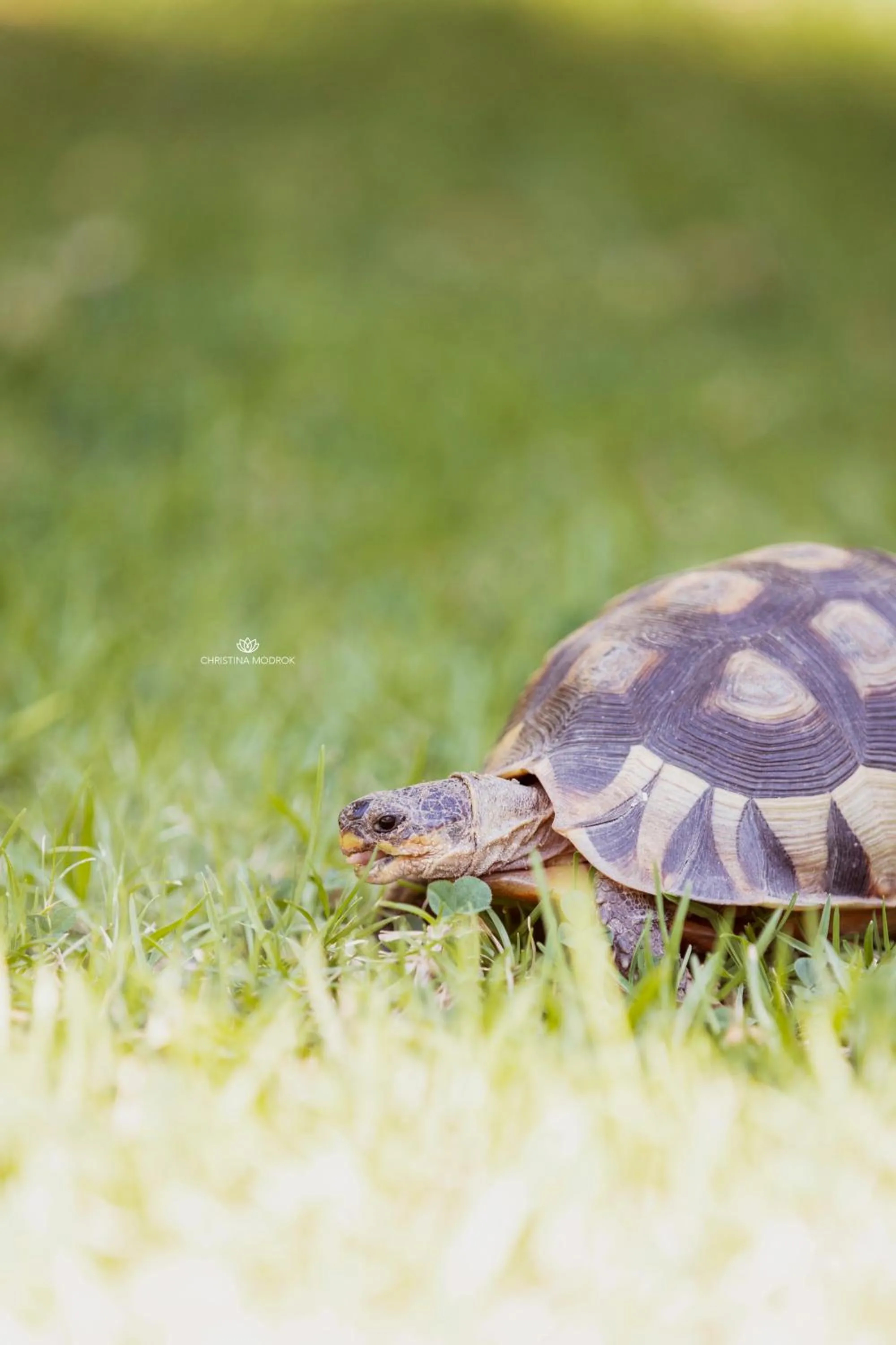 Animals in Khashamongo B & B