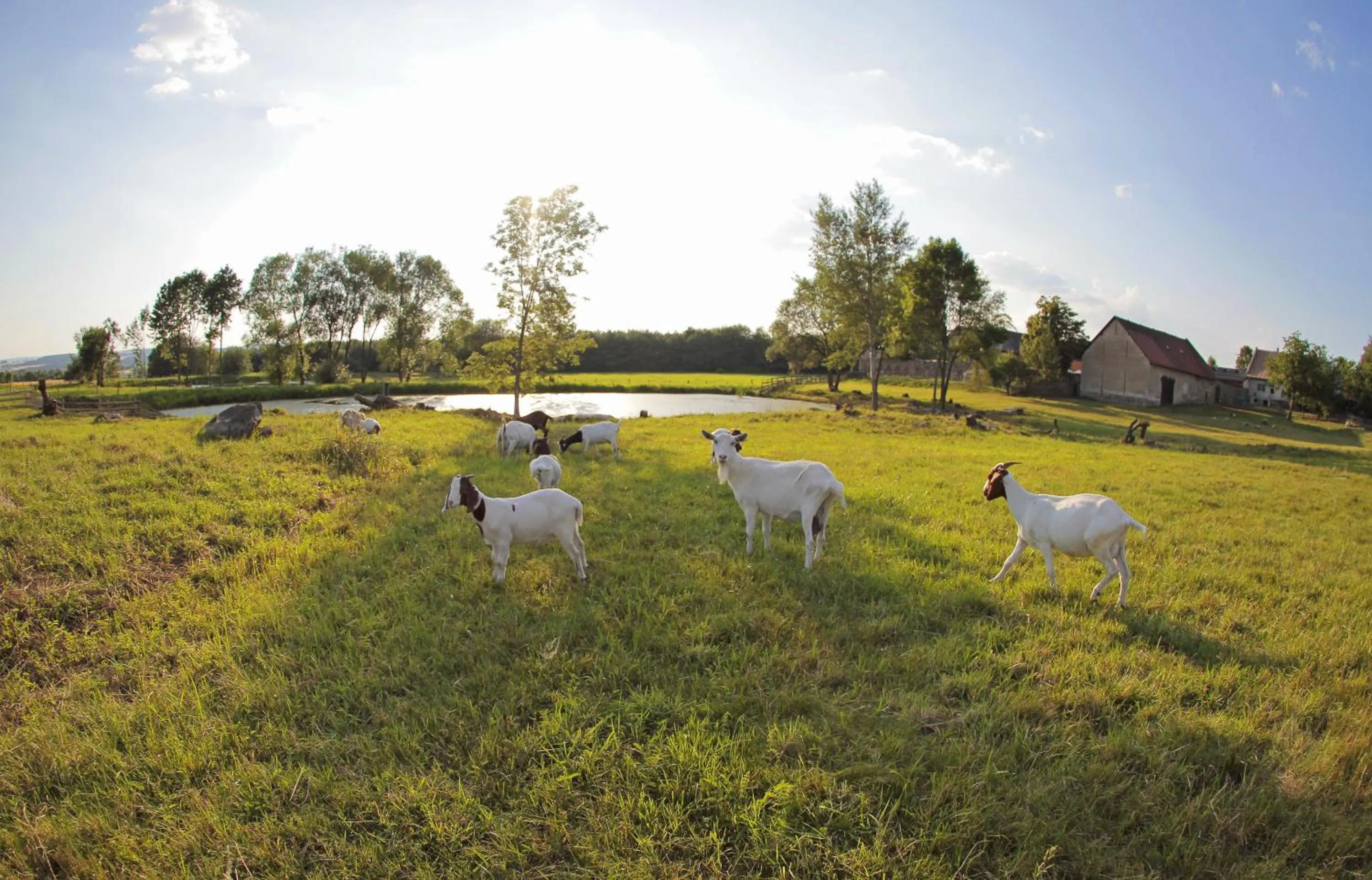 Animals in Hotel Horní Dvůr