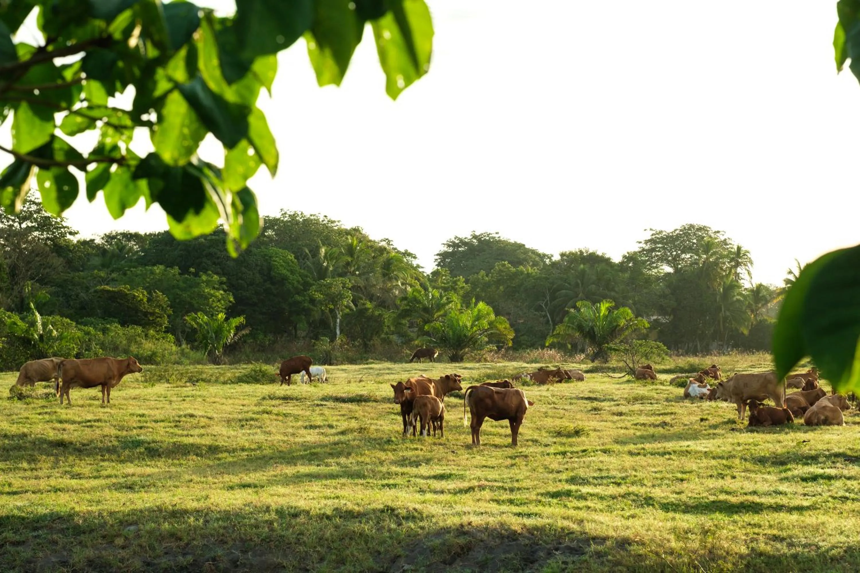 Animals in Las Olas Beach Resort