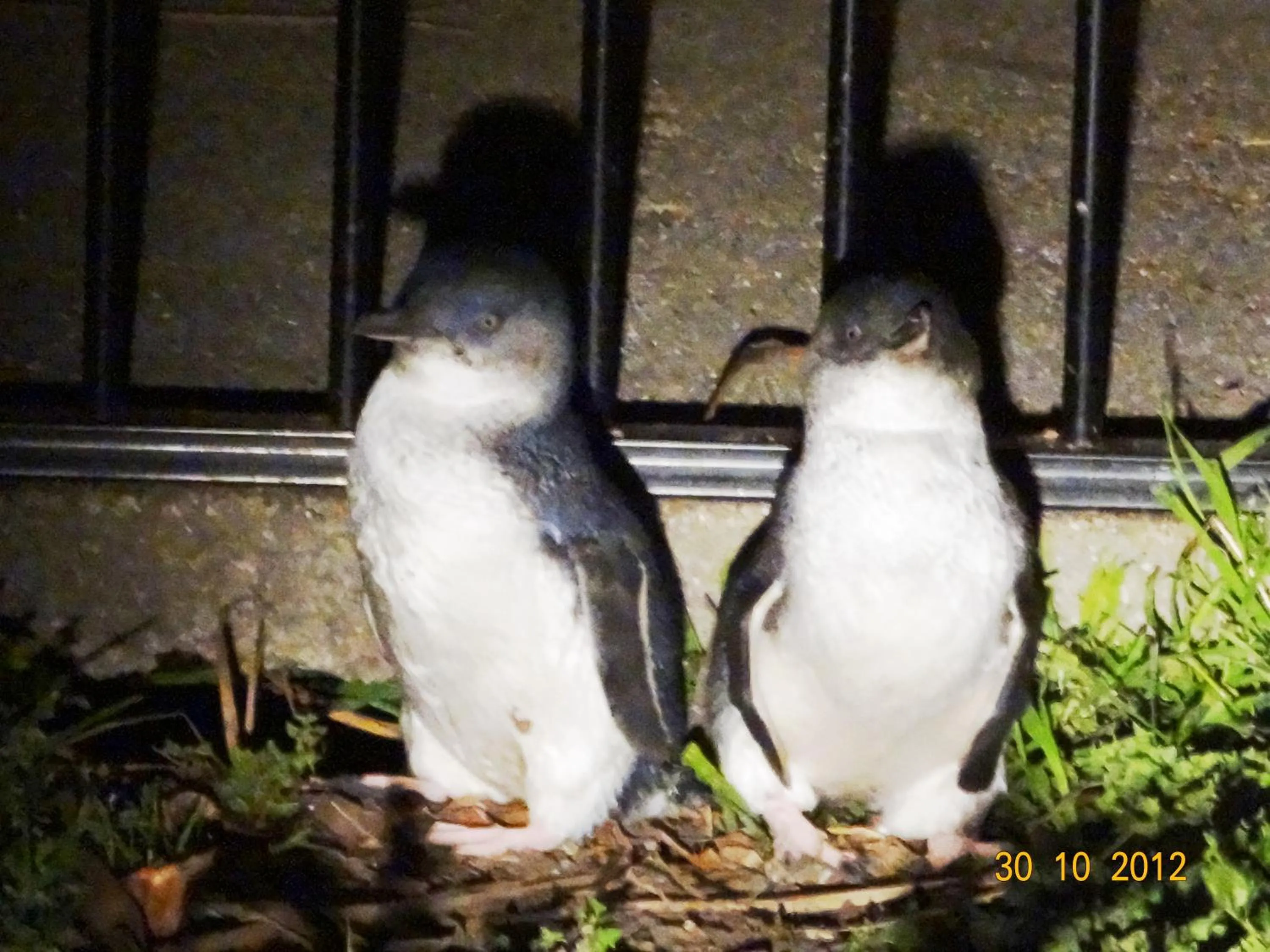 Night in Diamond Island Resort, Restaurant & Bar and Penguin Show