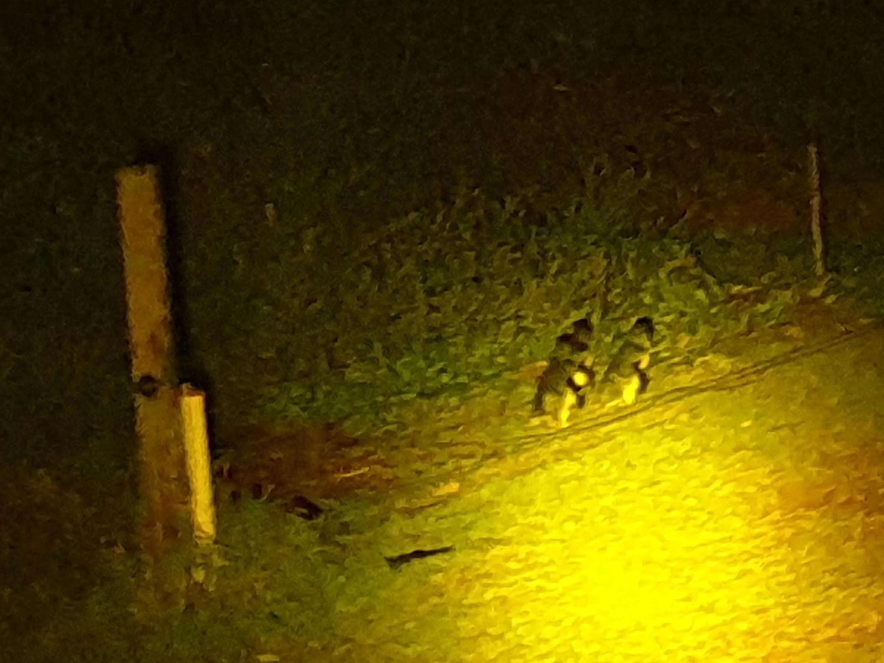 Night in Diamond Island Resort, Restaurant & Bar and Penguin Show