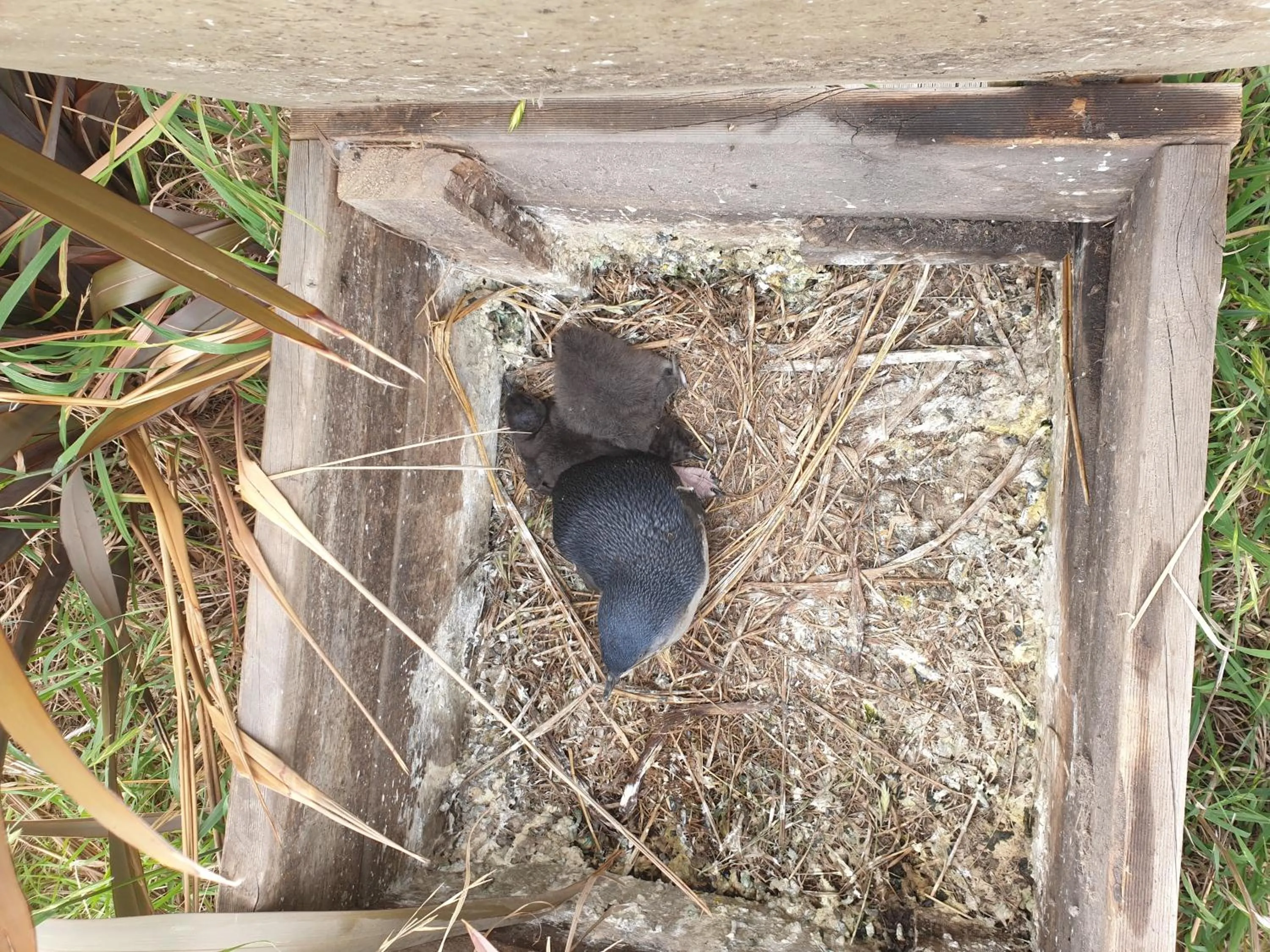 Day in Diamond Island Resort, Restaurant & Bar and Penguin Show