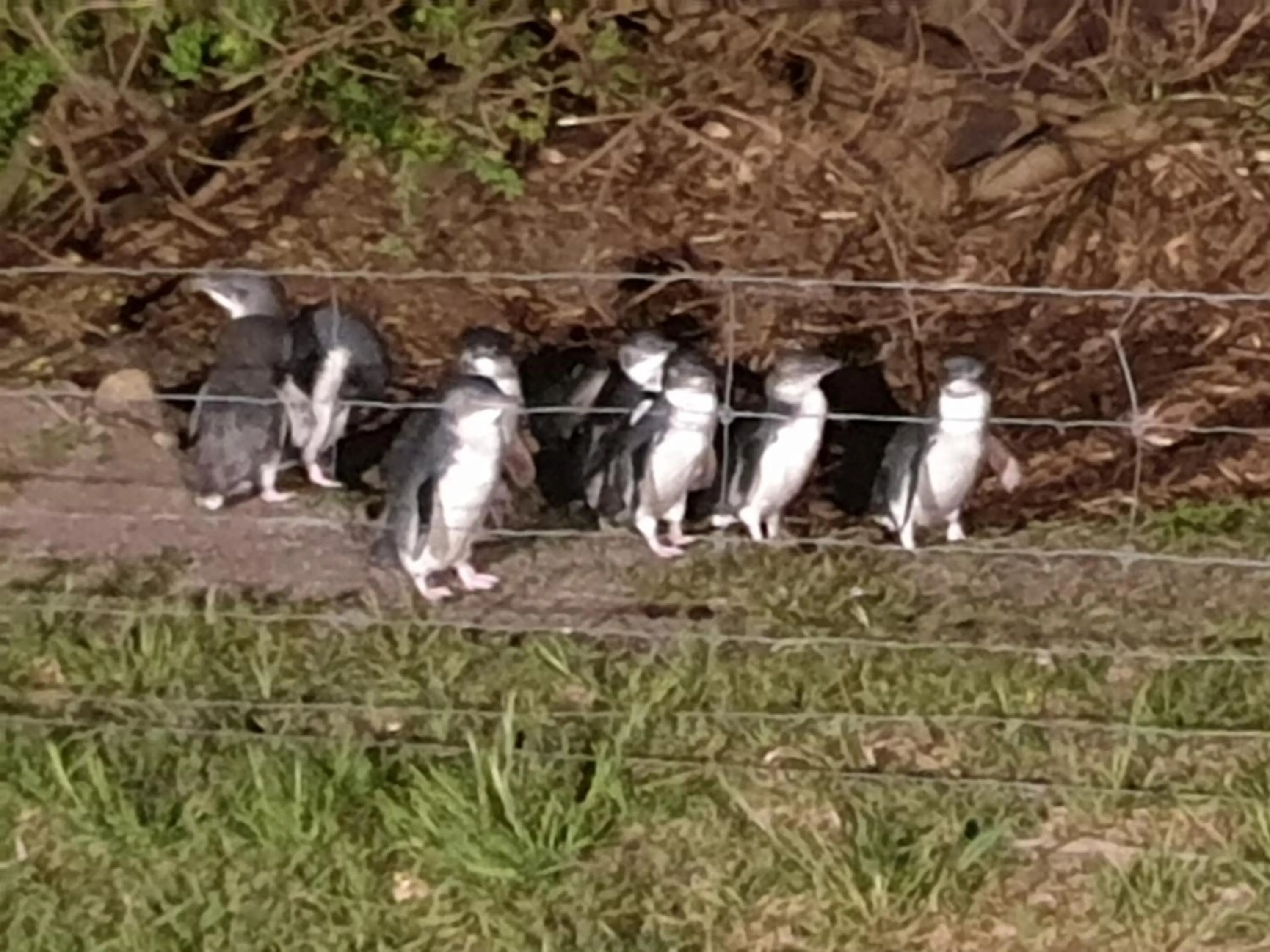 Animals in Diamond Island Resort, Restaurant & Bar and Penguin Show