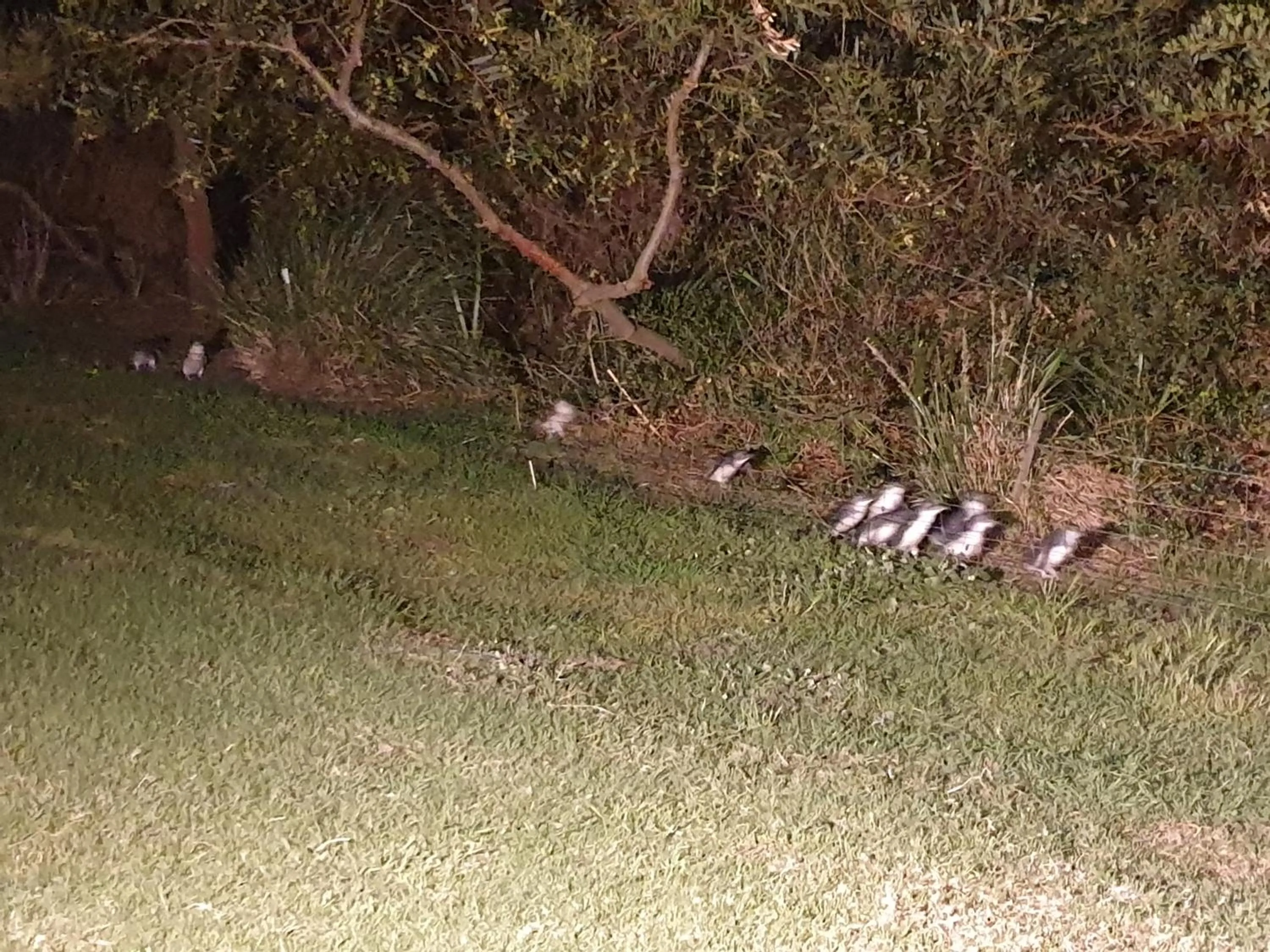 Natural landscape in Diamond Island Resort, Restaurant & Bar and Penguin Show