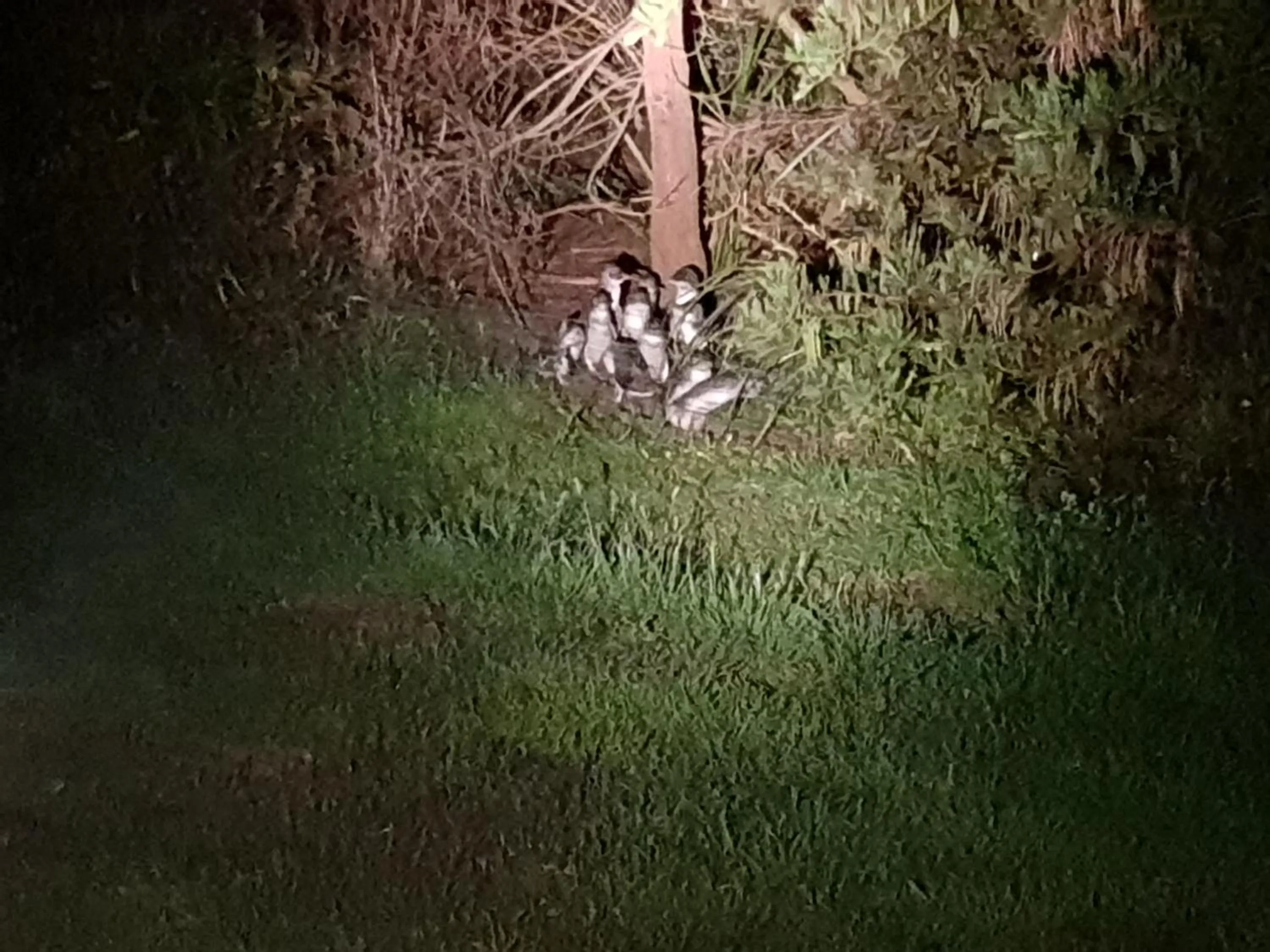 Night in Diamond Island Resort, Restaurant & Bar and Penguin Show