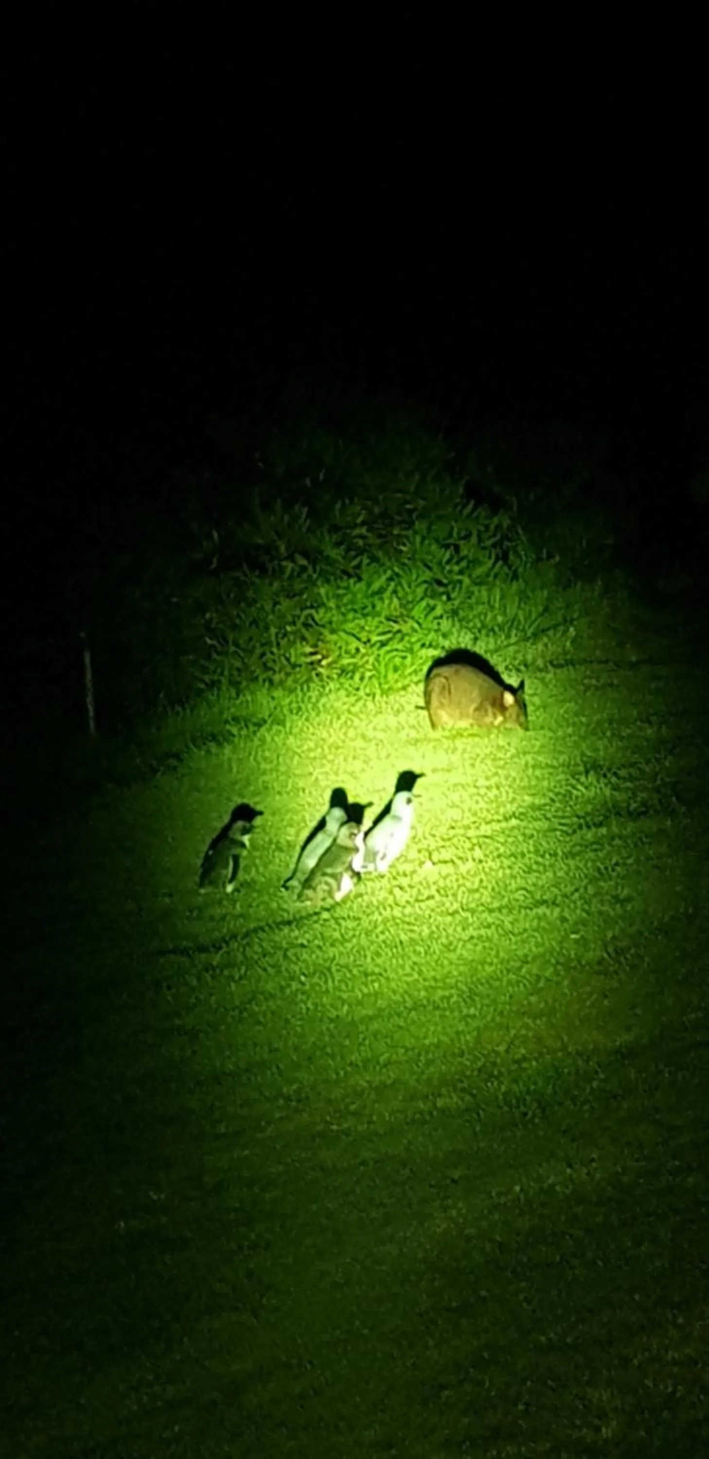 Night in Diamond Island Resort, Restaurant & Bar and Penguin Show