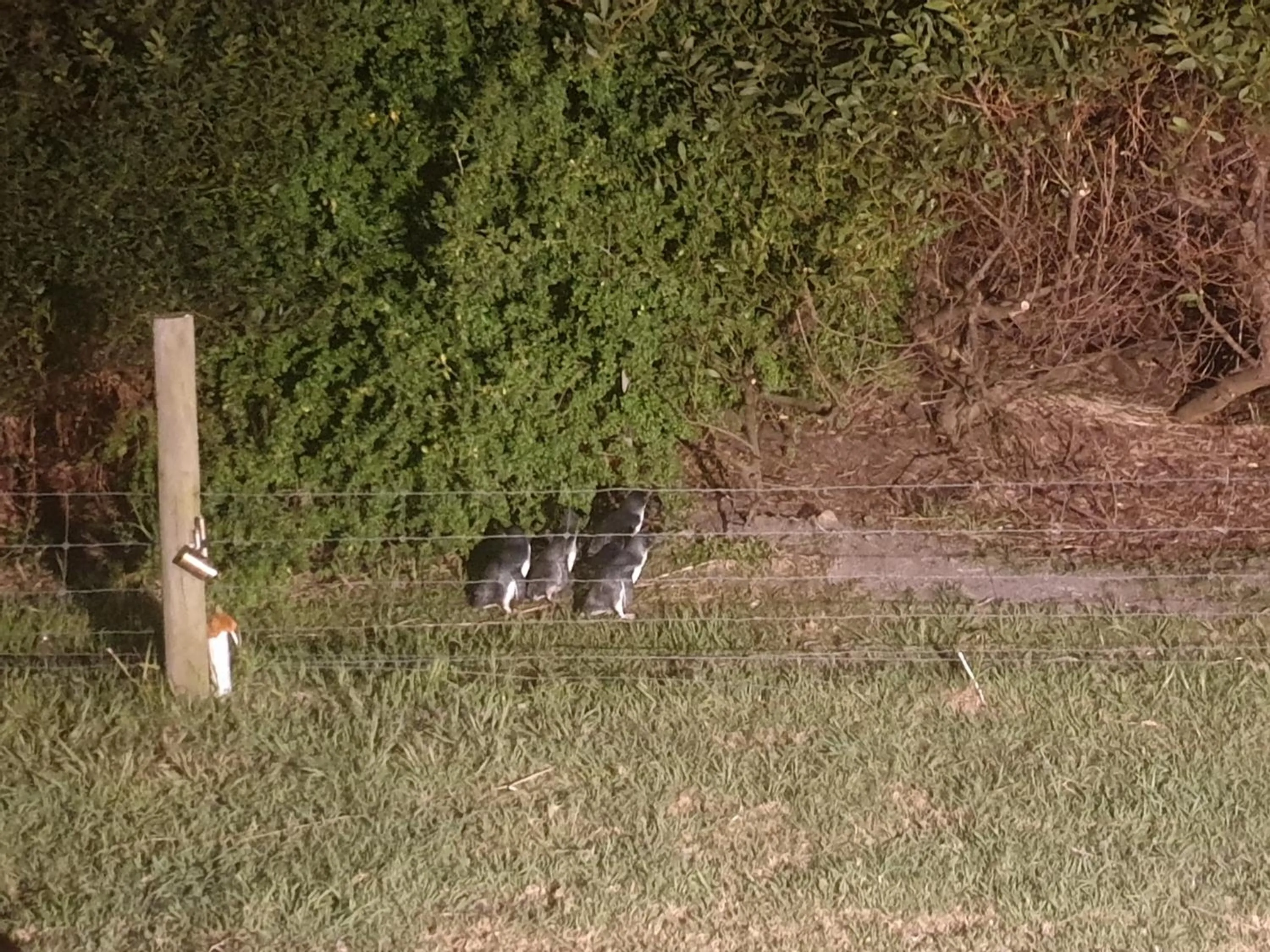 Night in Diamond Island Resort, Restaurant & Bar and Penguin Show