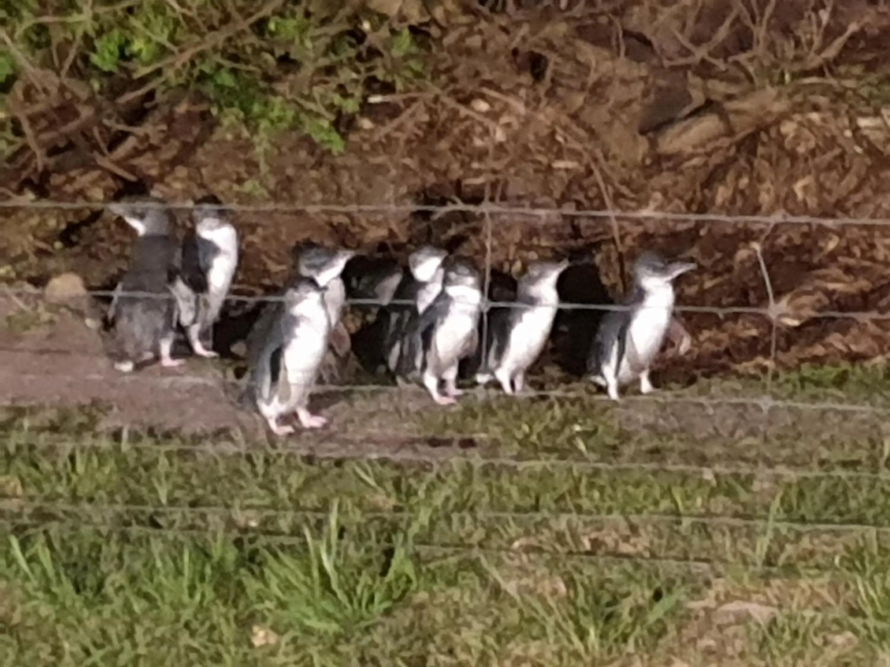 Day in Diamond Island Resort, Restaurant & Bar and Penguin Show