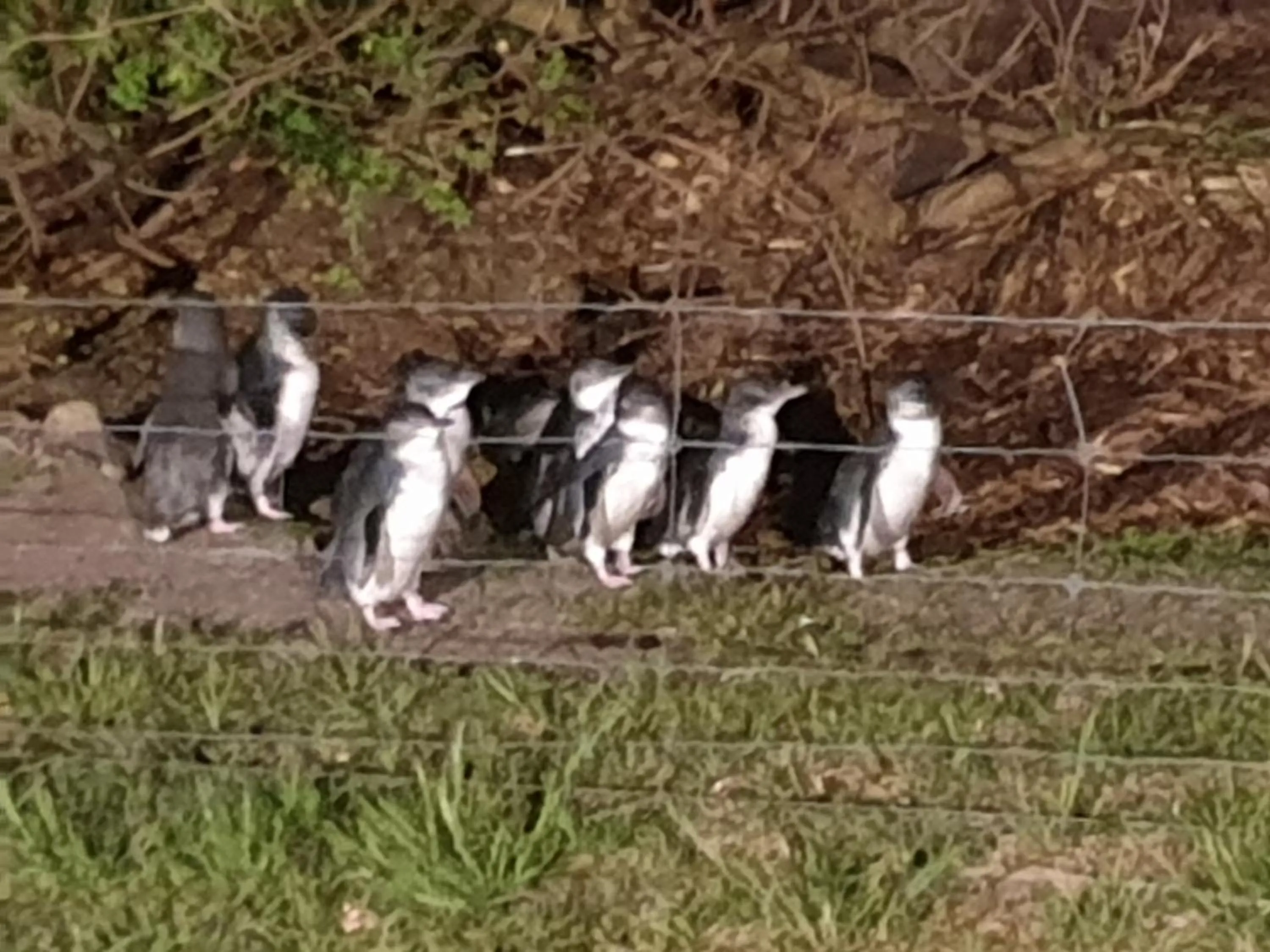 Animals in Diamond Island Resort, Restaurant & Bar and Penguin Show