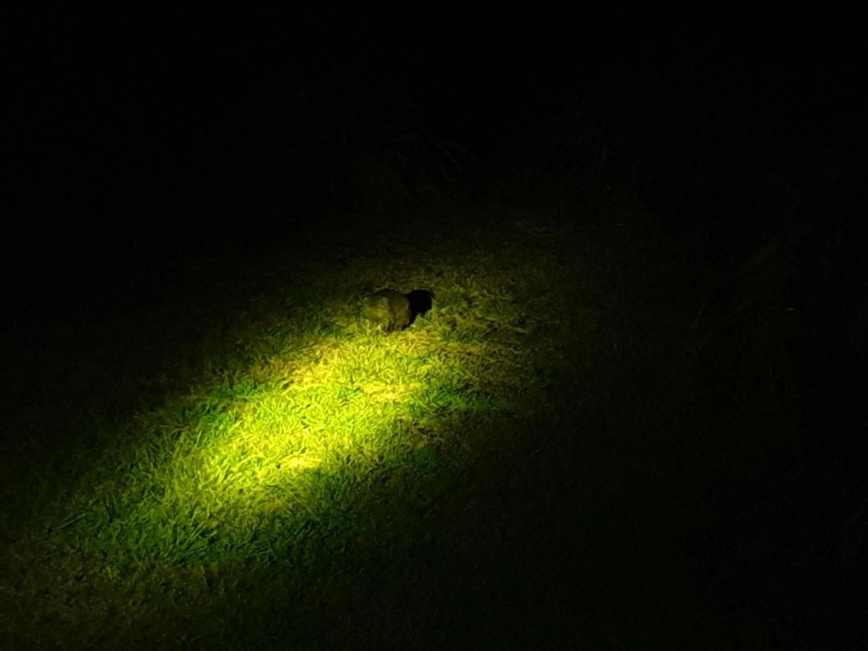 Night in Diamond Island Resort, Restaurant & Bar and Penguin Show