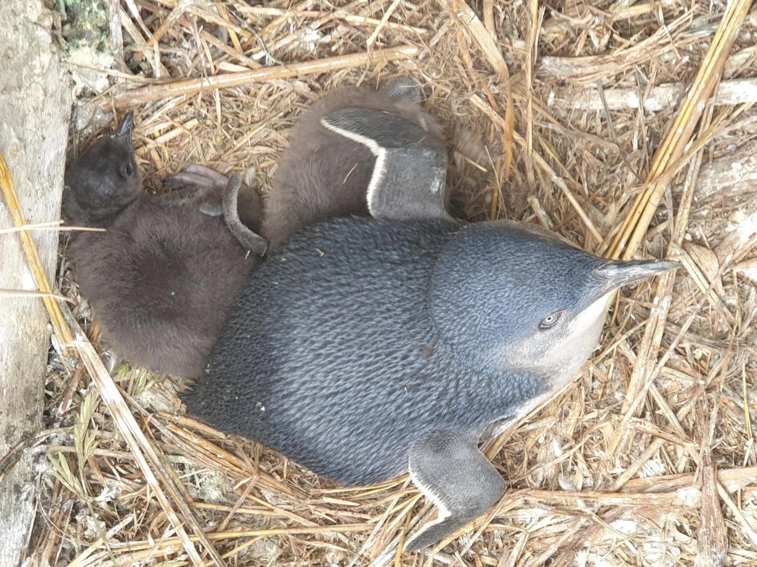 Animals in Diamond Island Resort, Restaurant & Bar and Penguin Show