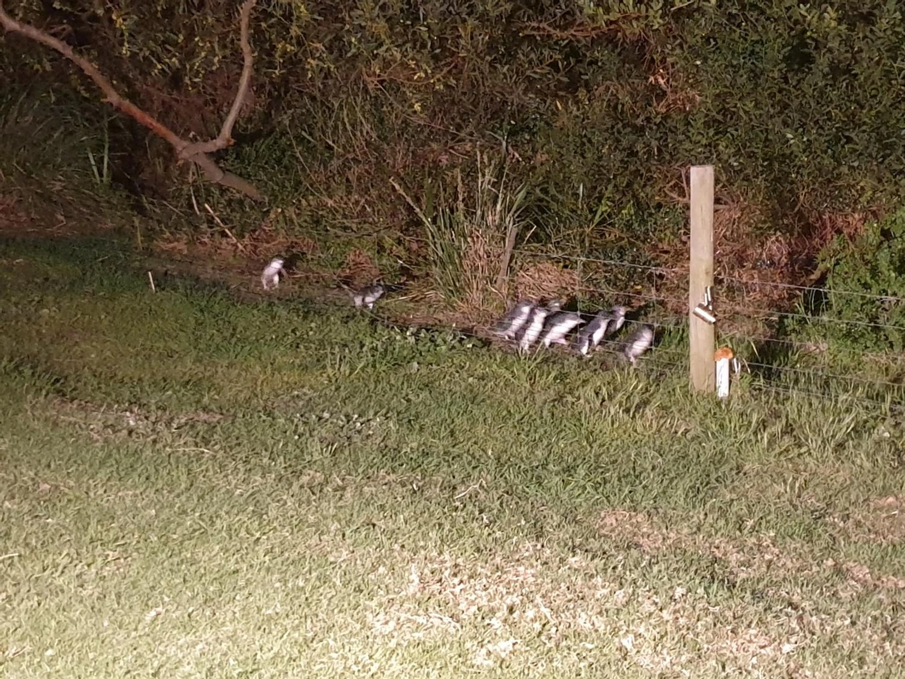 Garden in Diamond Island Resort, Restaurant & Bar and Penguin Show