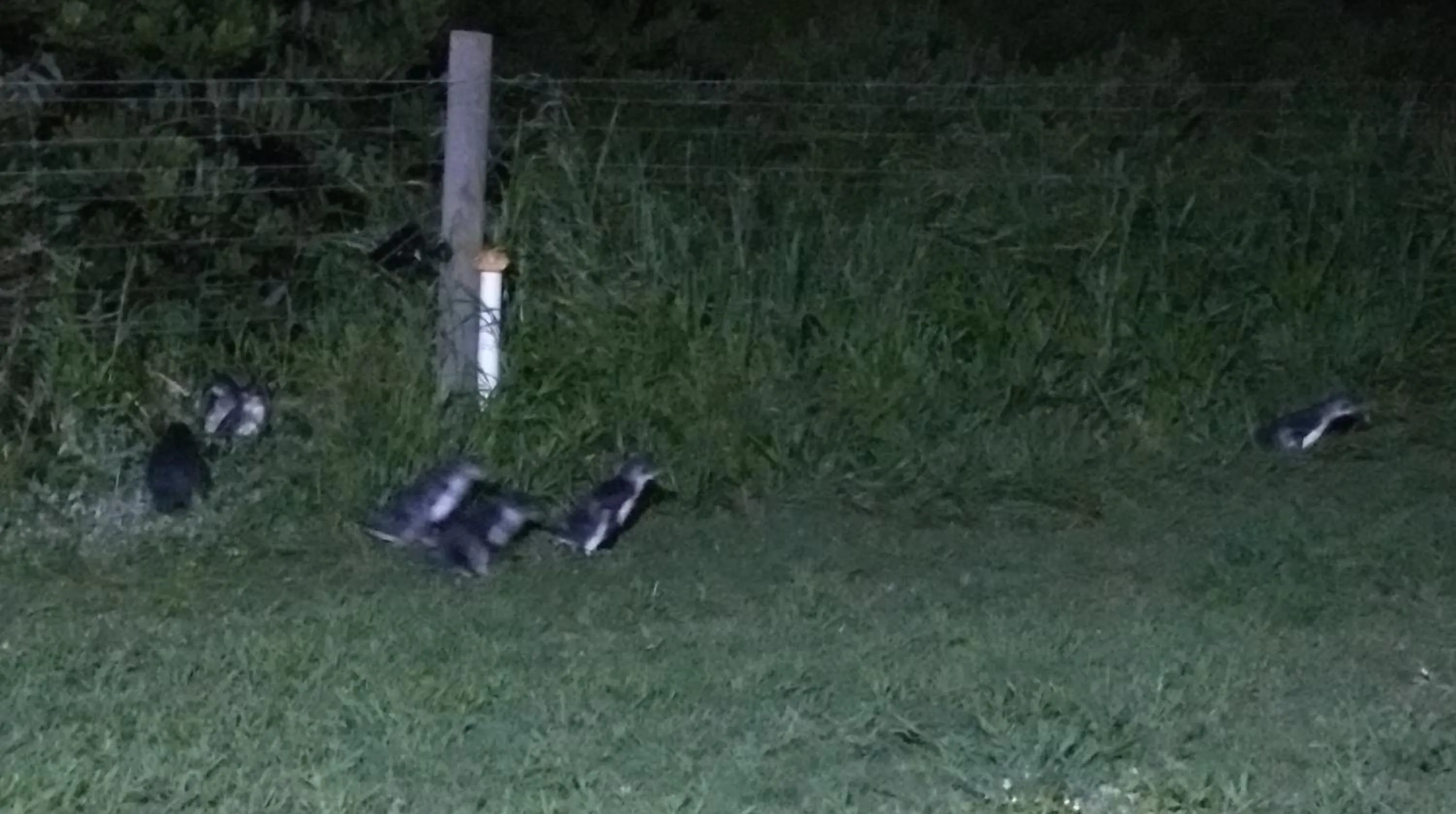 Property logo or sign in Diamond Island Resort, Restaurant & Bar and Penguin Show