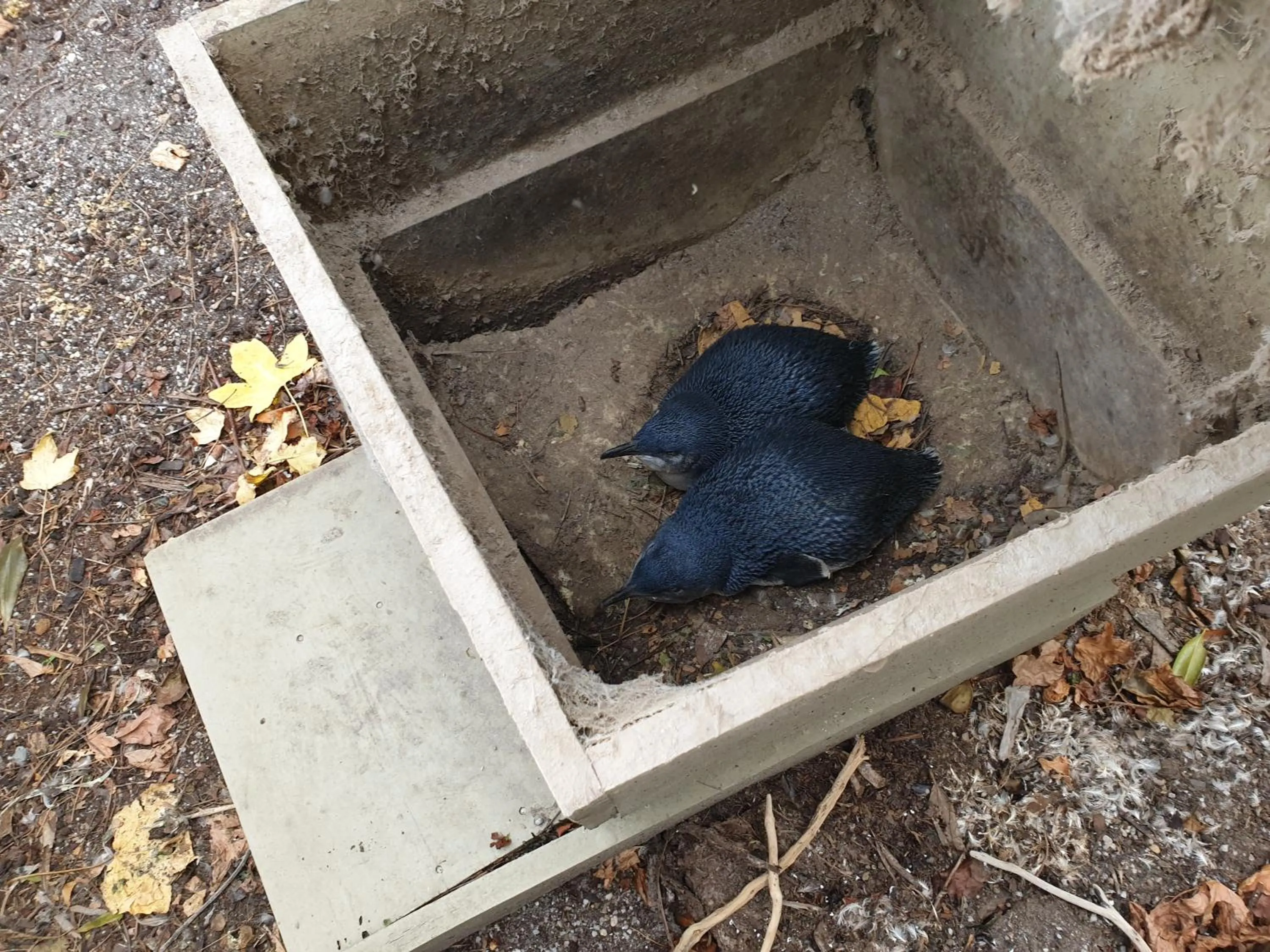 Animals in Diamond Island Resort, Restaurant & Bar and Penguin Show