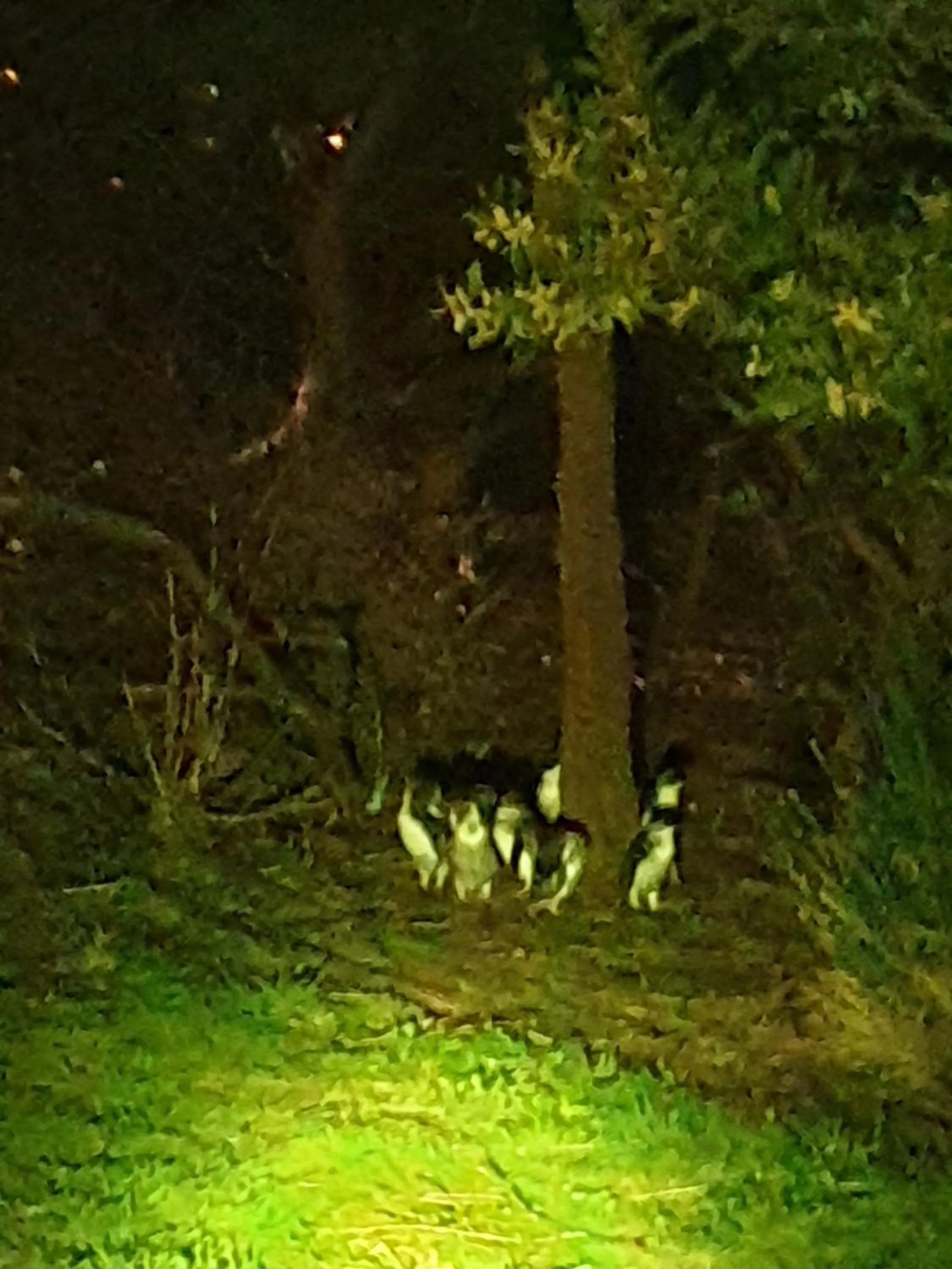 Night in Diamond Island Resort, Restaurant & Bar and Penguin Show