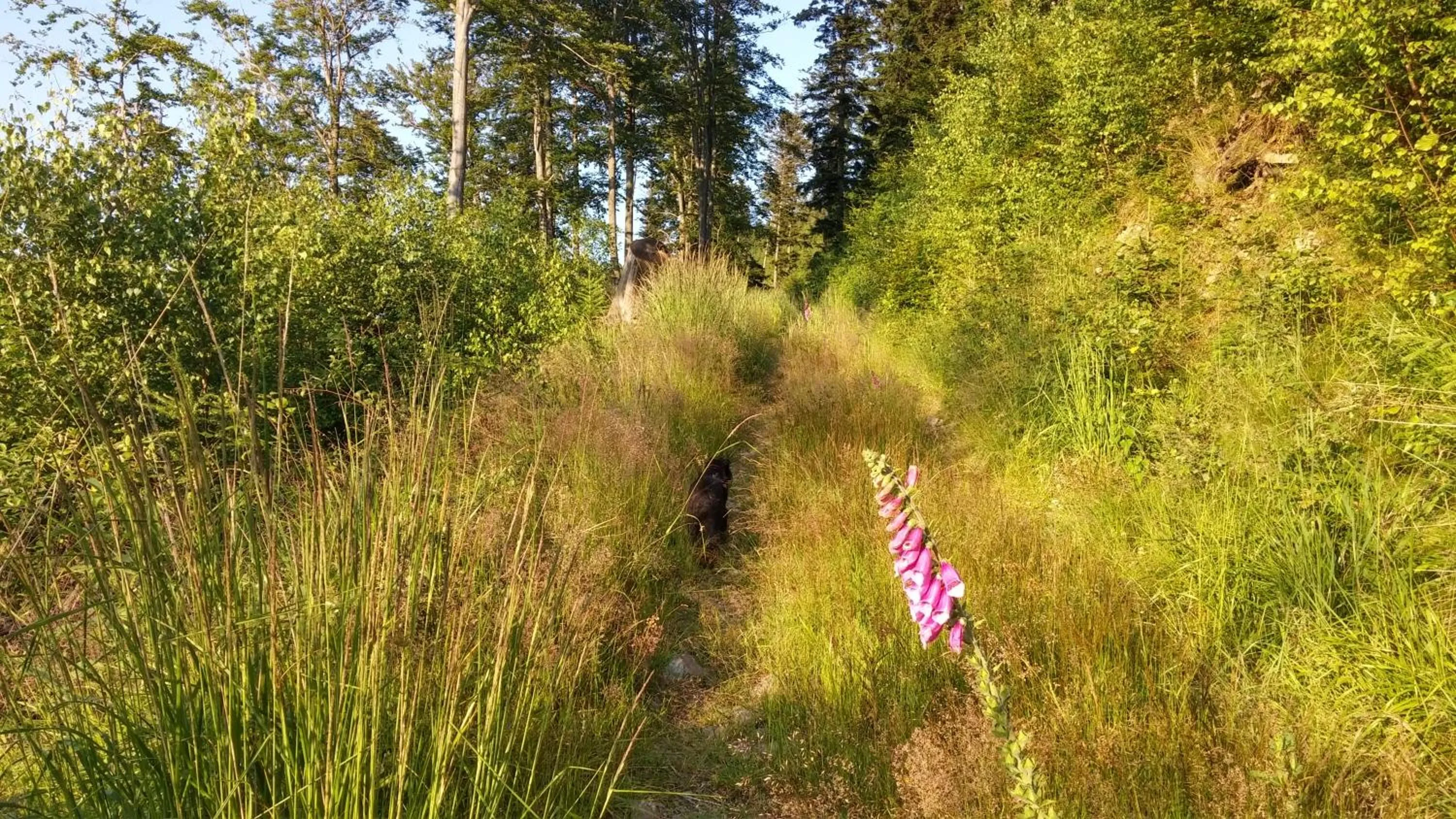 Off site in Pod Klimczokiem I