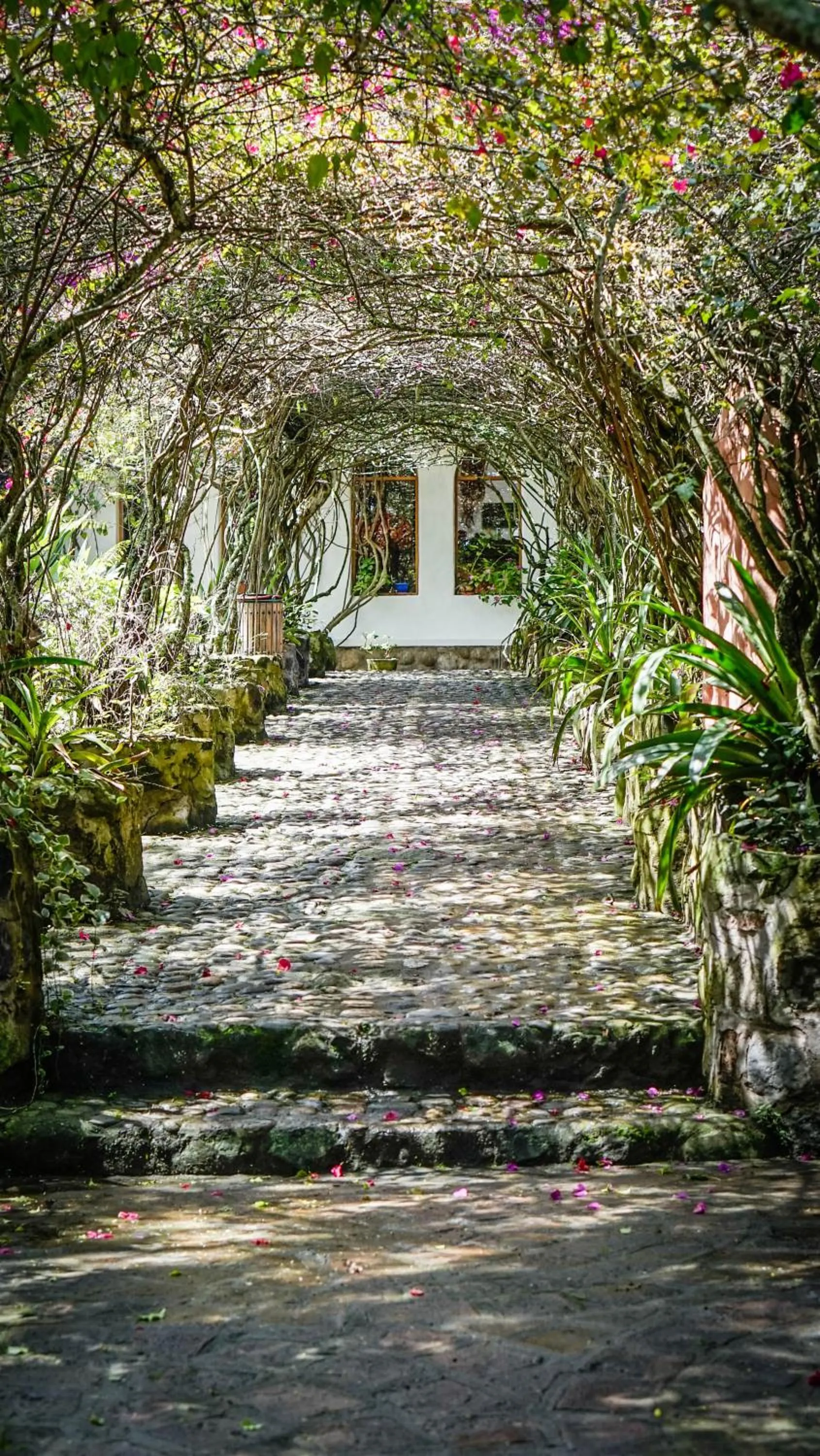 Garden in Hosteria Museart Pantavi