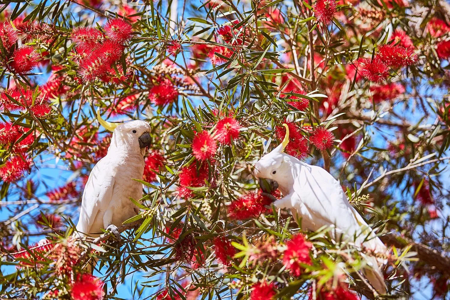Lorne Foreshore Caravan Park