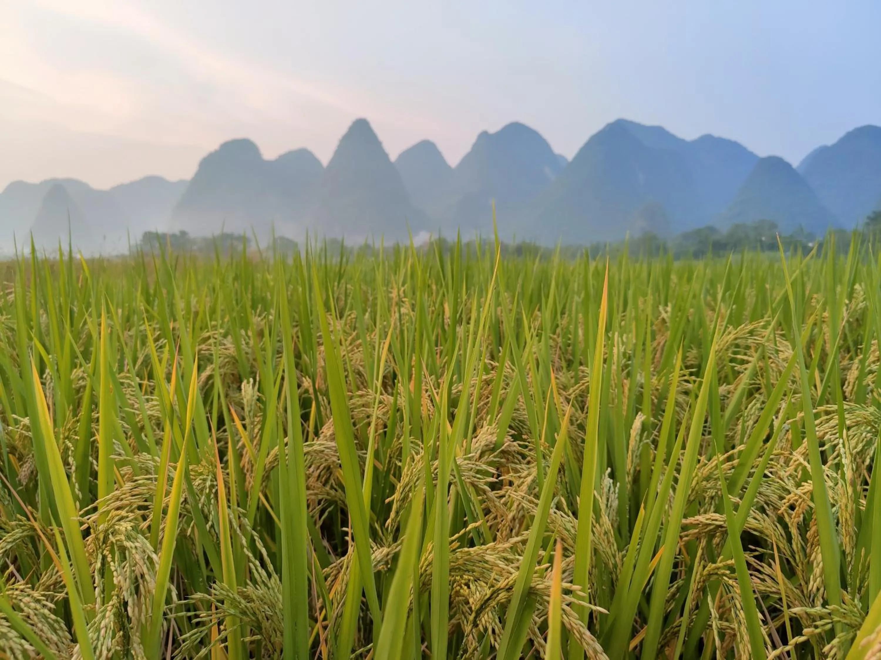 Natural landscape in Yangshuo Tea Cozy--one way Free pick up from airport or TS 4 nights