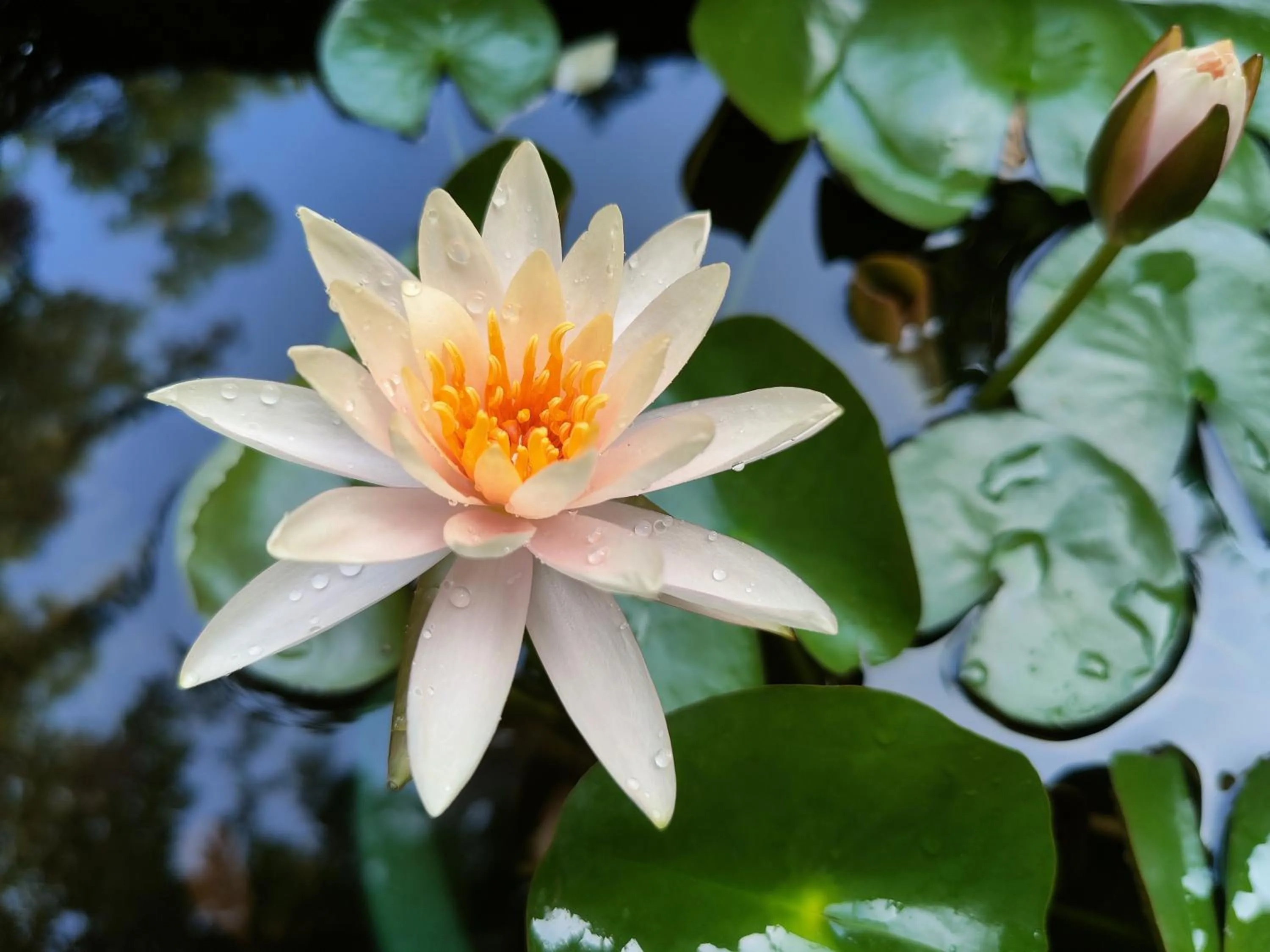 Natural landscape in Yangshuo Tea Cozy--one way Free pick up from airport or TS 4 nights