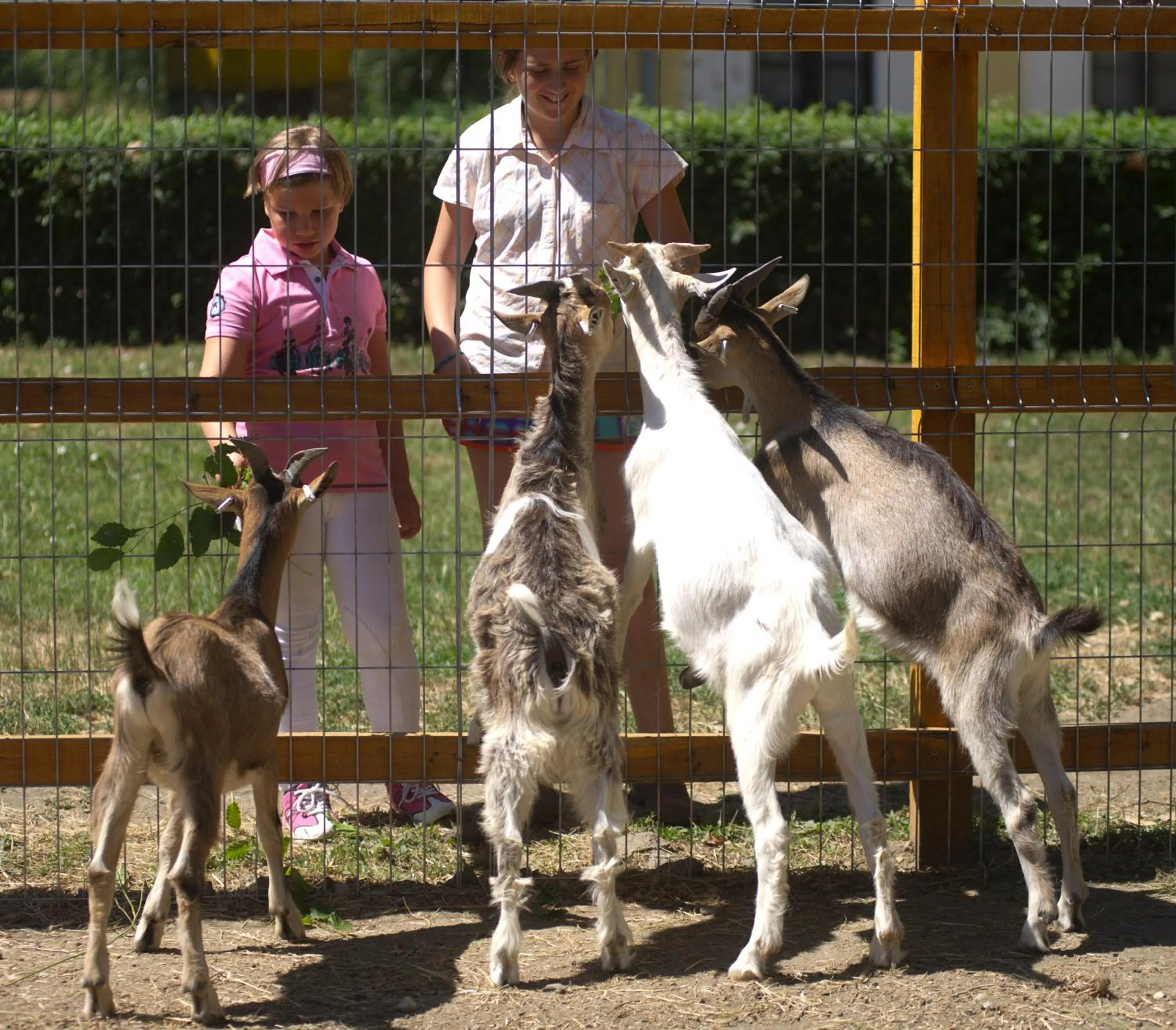 Day in Vadkert Major