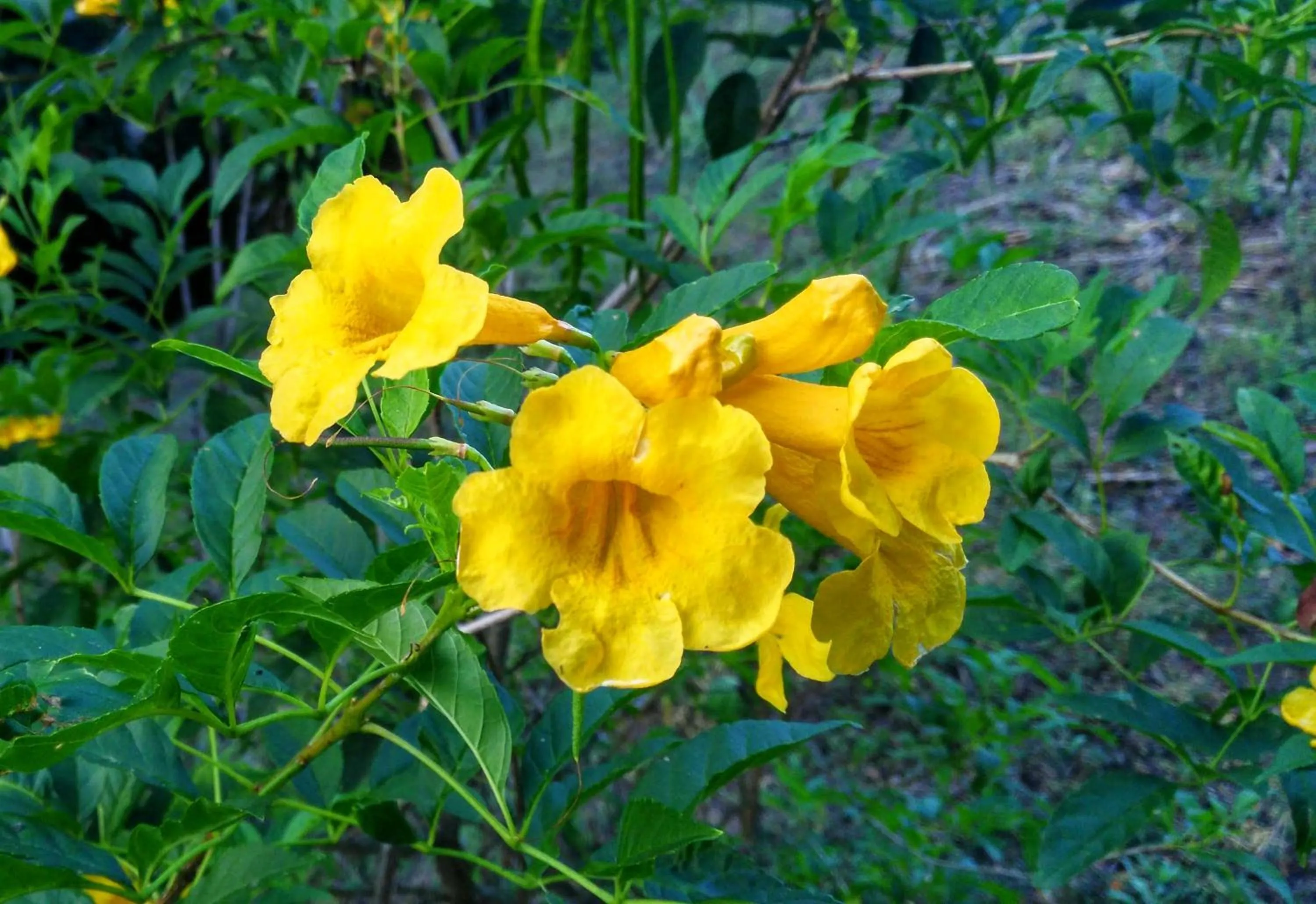 Natural landscape in Hotel Pibi Boreal