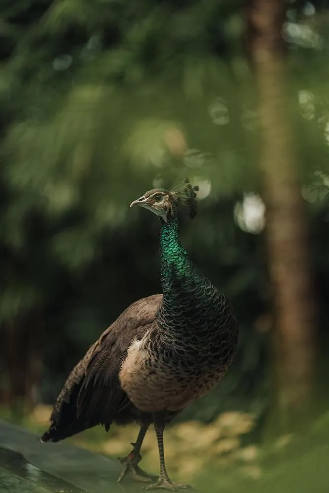 Animals in Capella Singapore