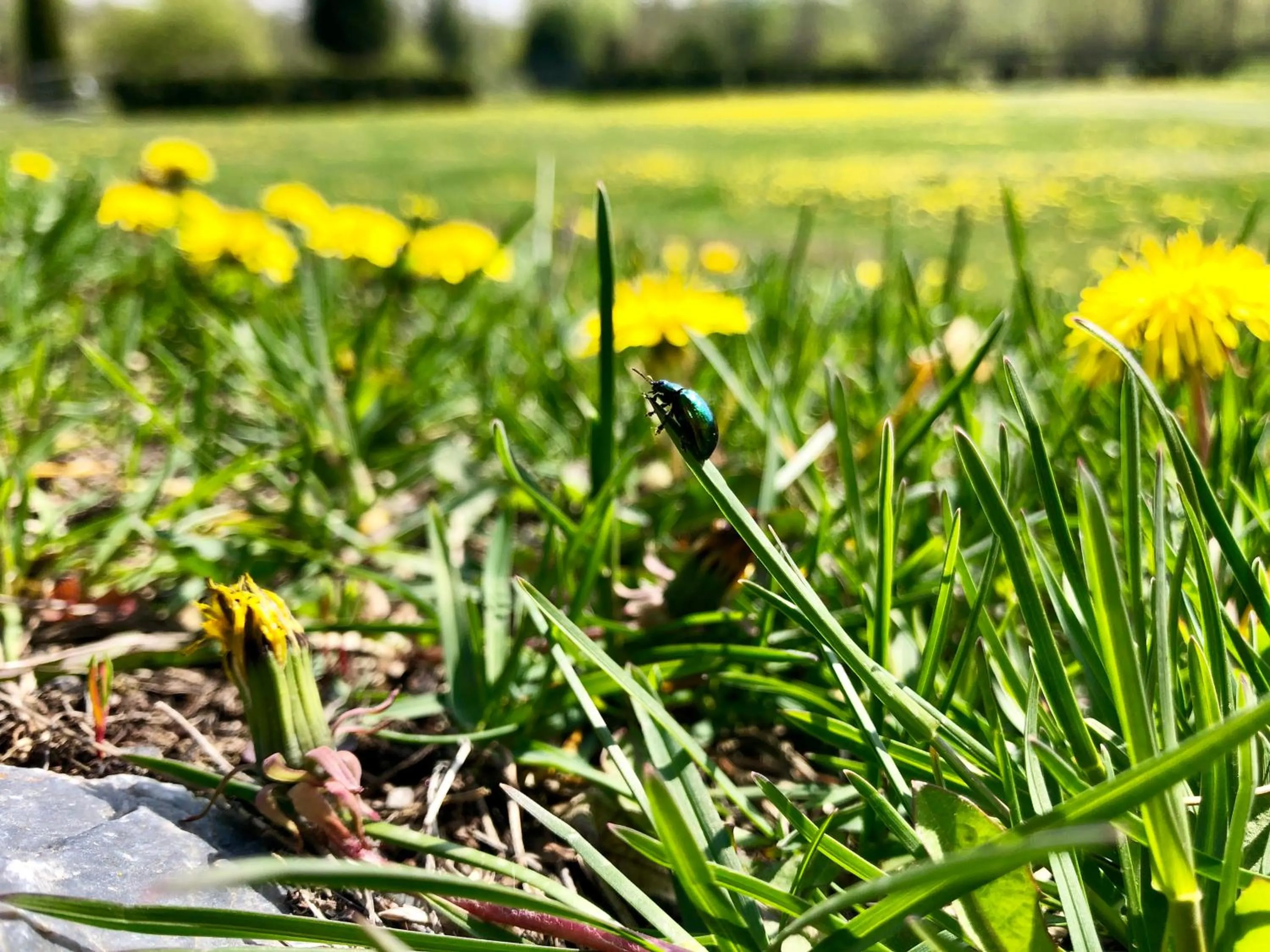 Property building in Valea Salbatica