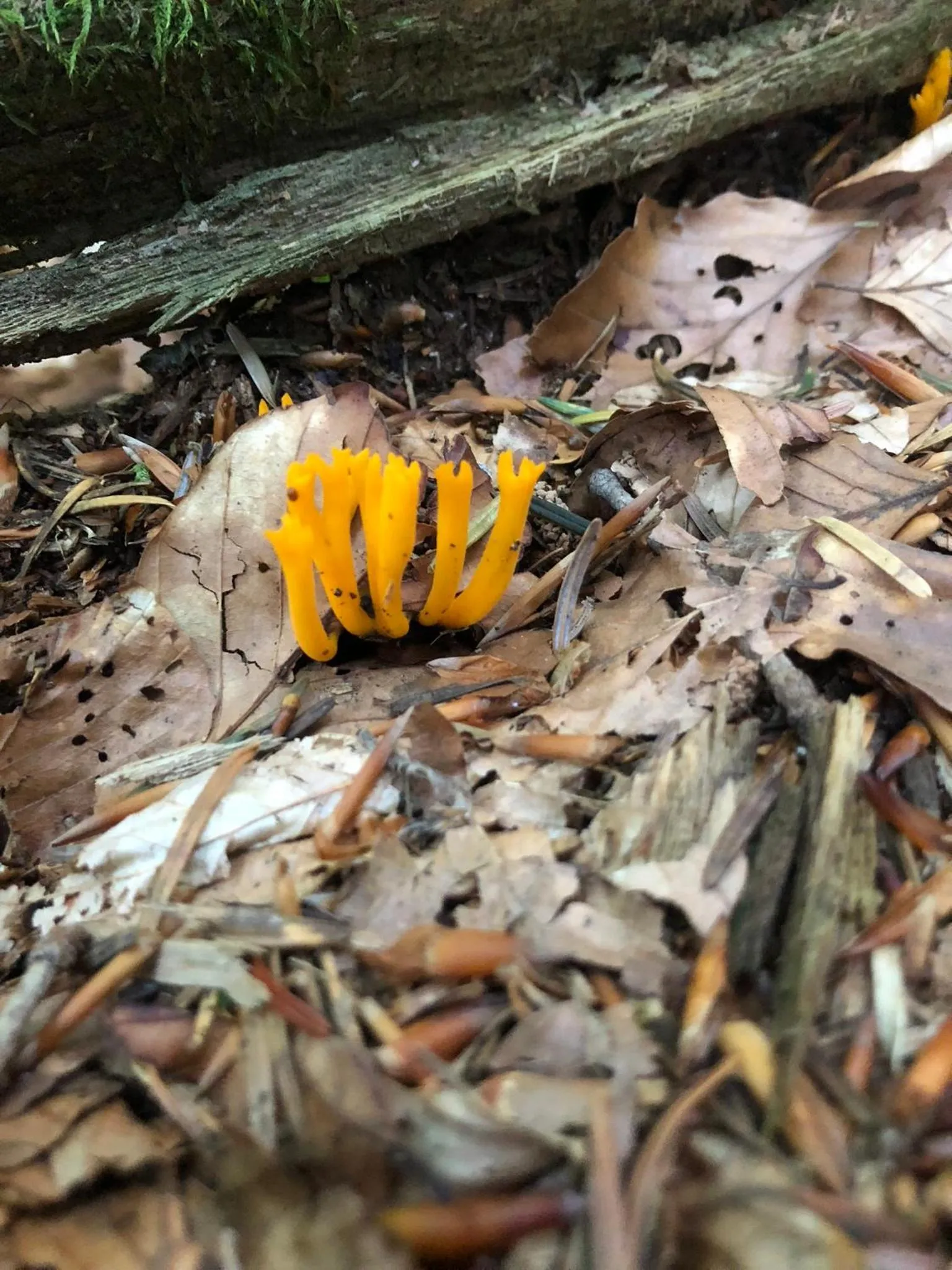 Property building in Valea Salbatica