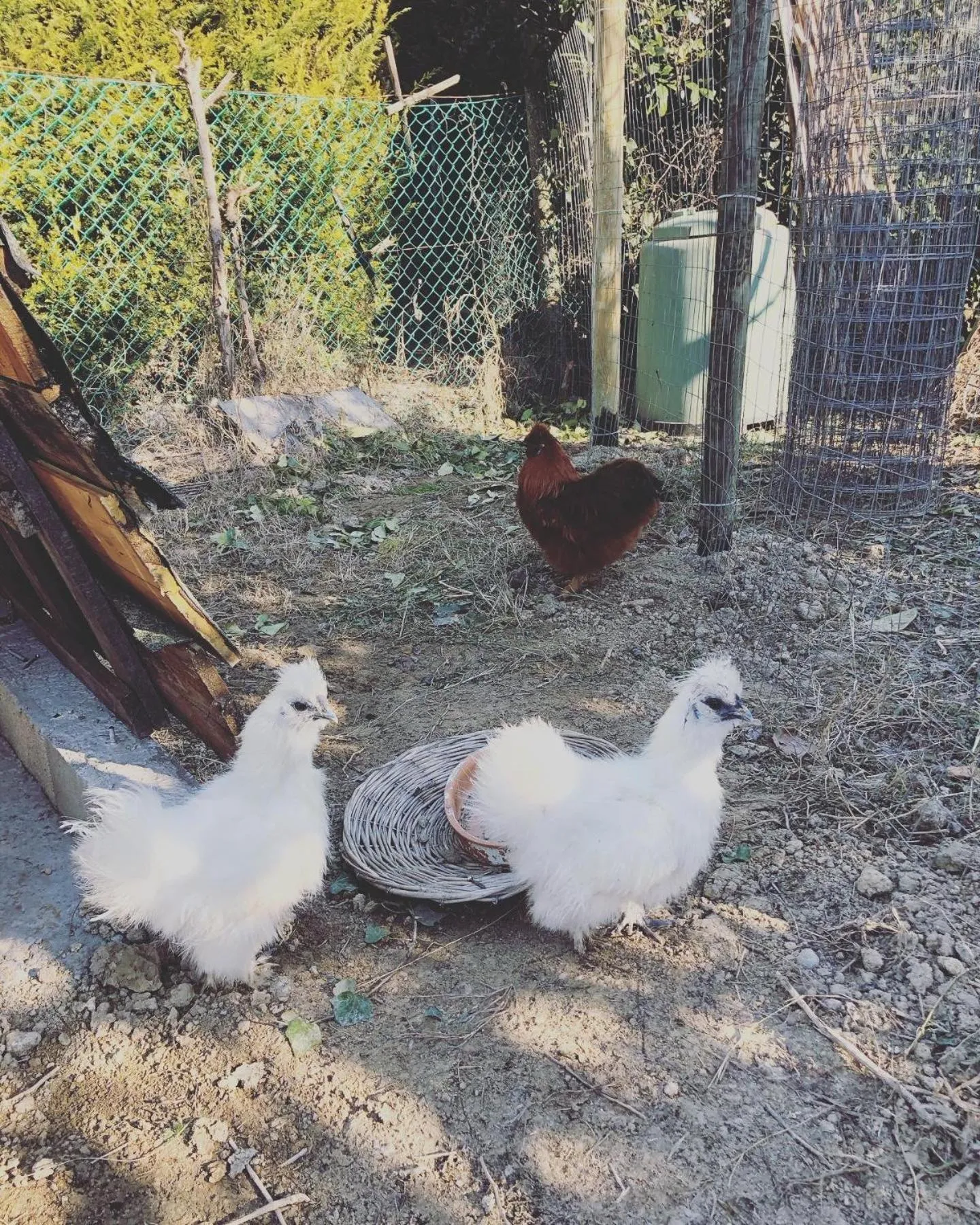 Garden in B&B MELLONI STREET