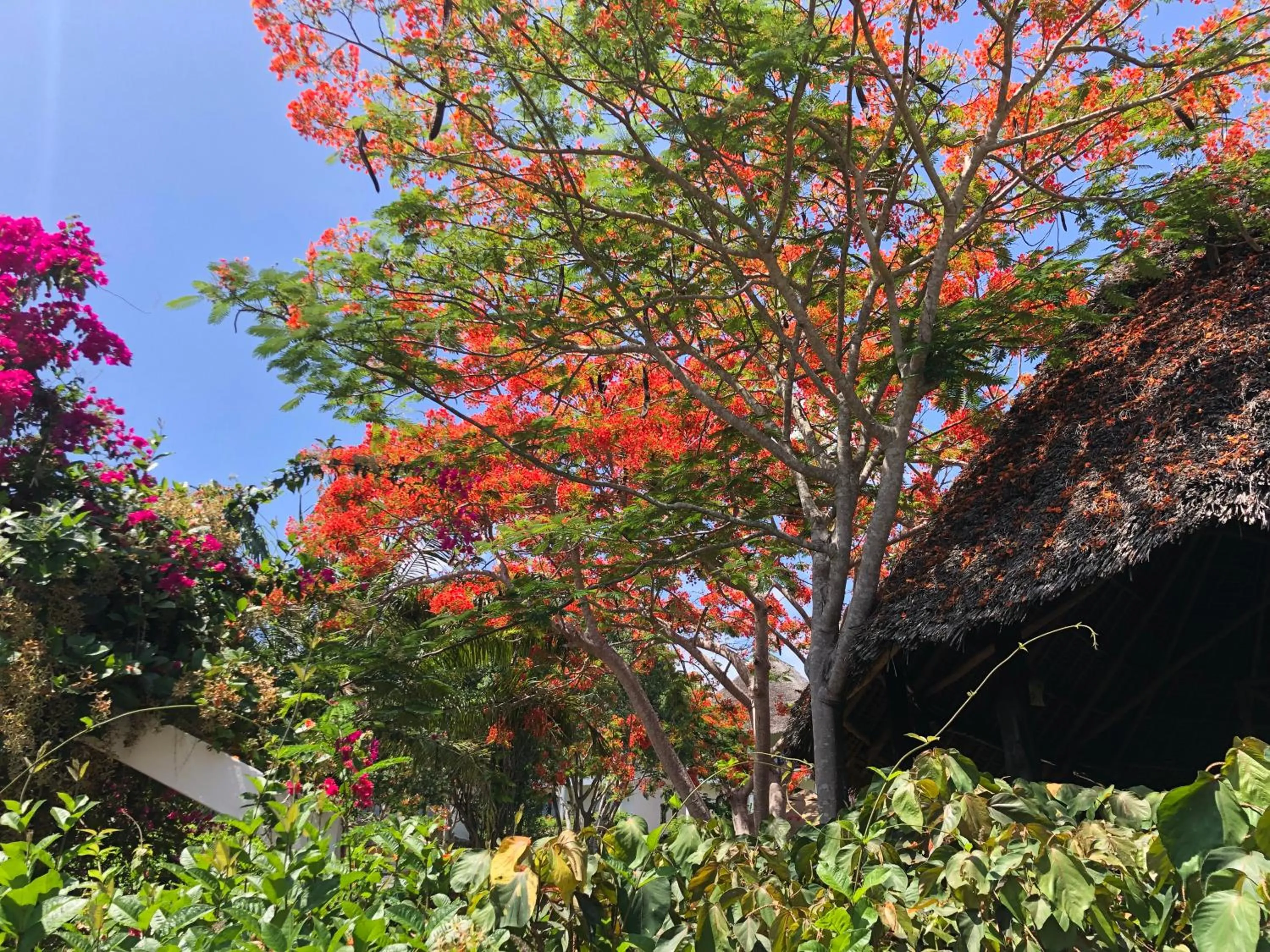 Garden in Bluebay Beach Resort & Spa