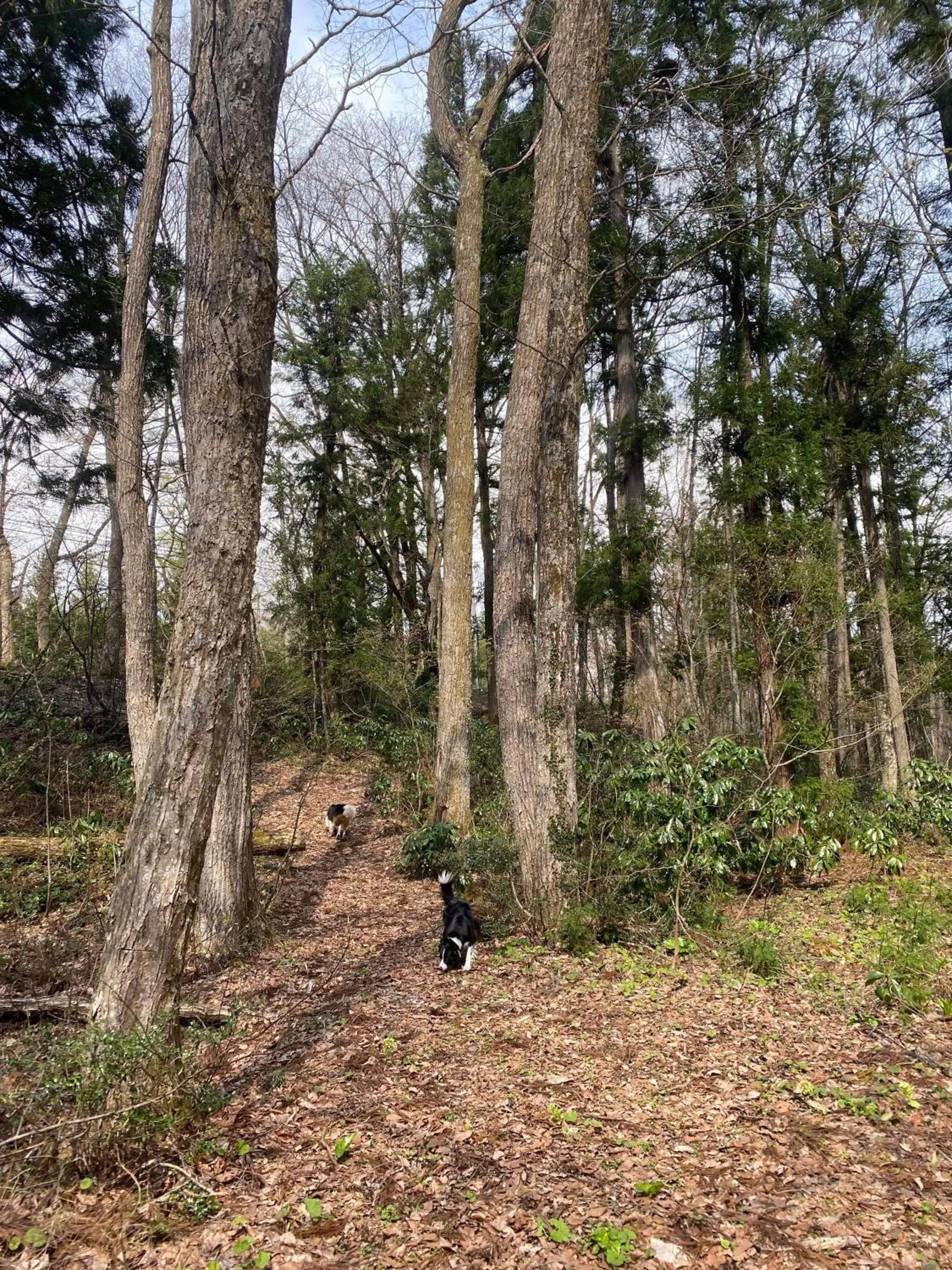 Natural landscape in Kizuna Lodge & BBQ Centre