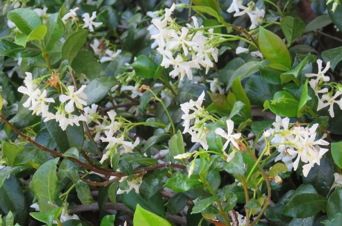 Garden in Magnolia Place Guest Houses