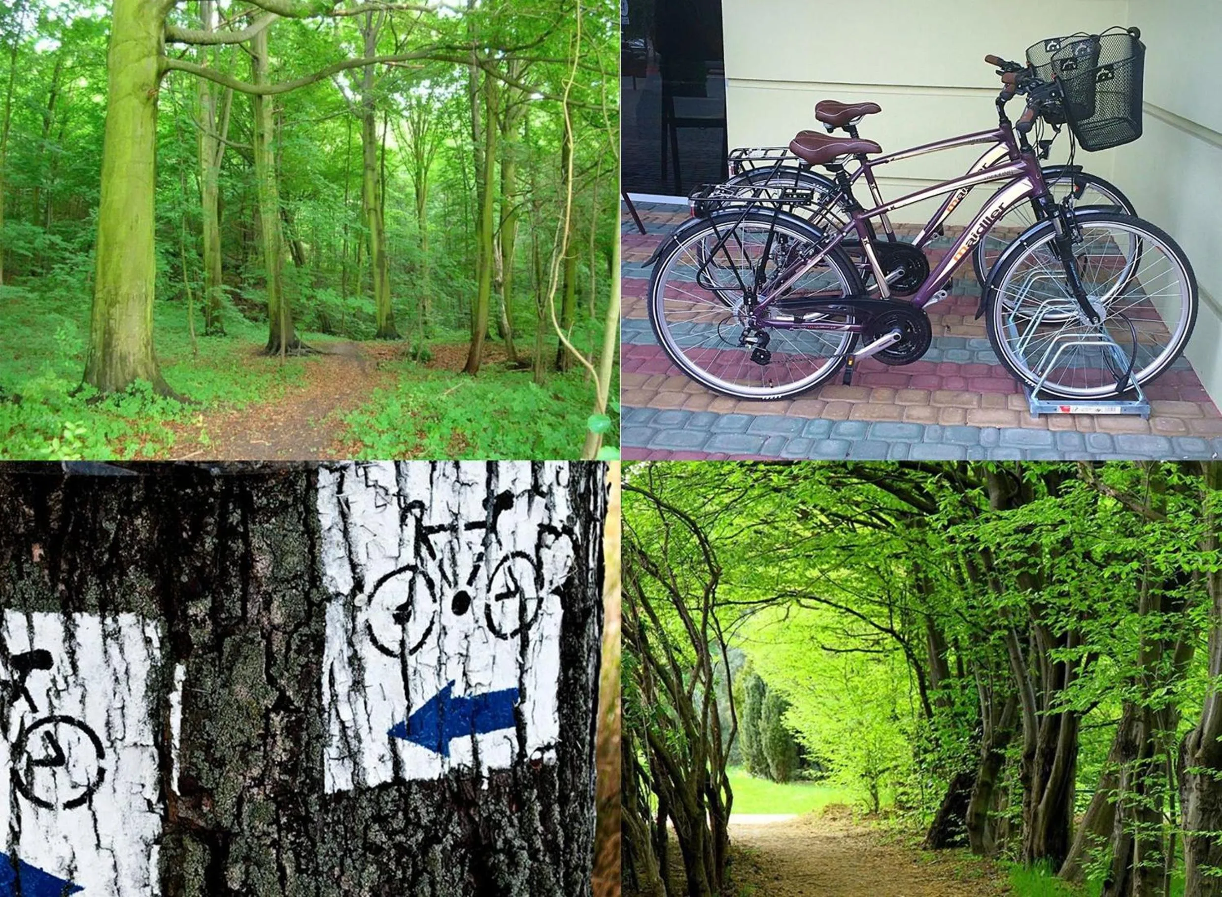 Cycling in Hotel Jan Sander