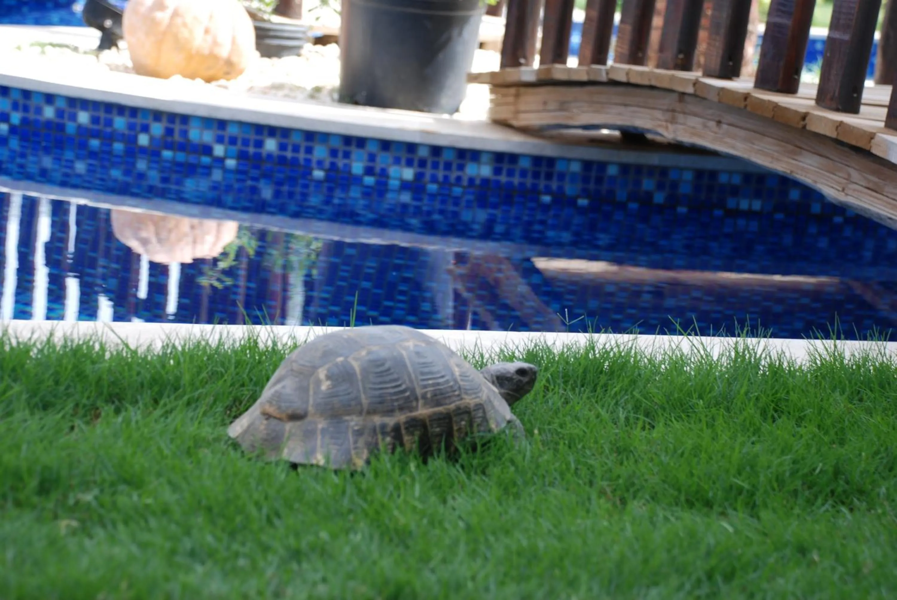 Animals in Alya Hotel Göcek