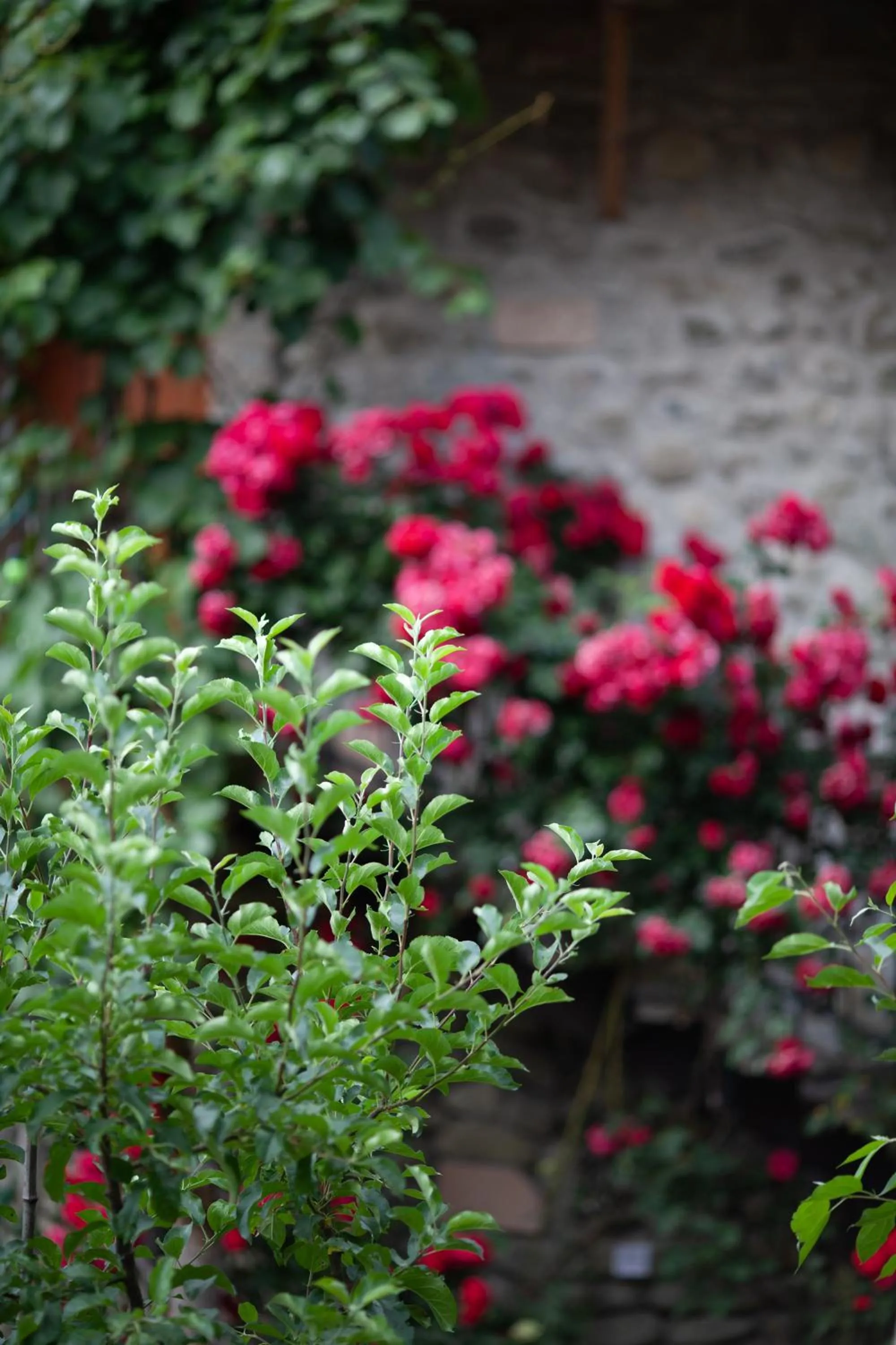 Garden in Chateau Mere