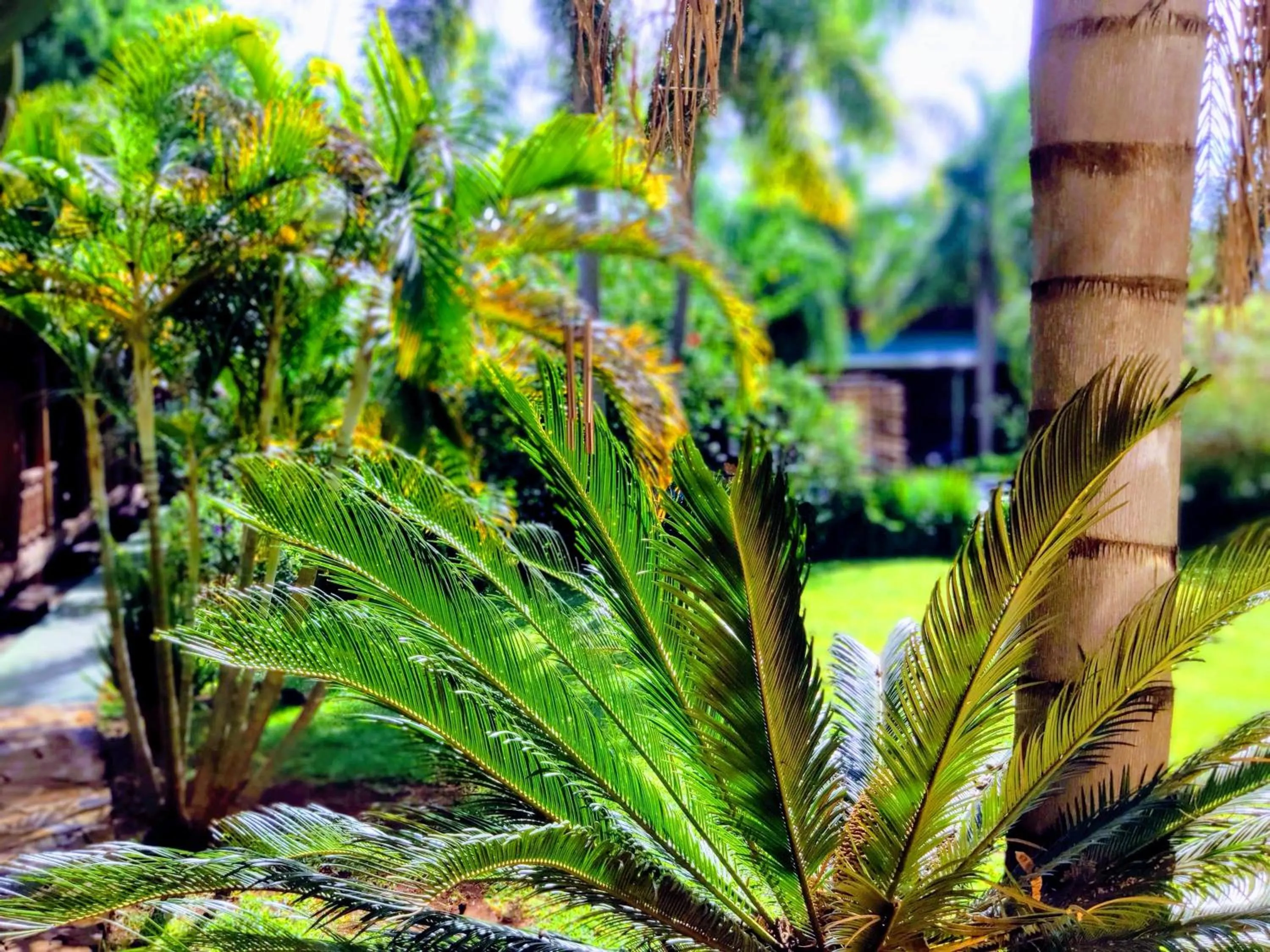 Garden in Posada 21 Oranges