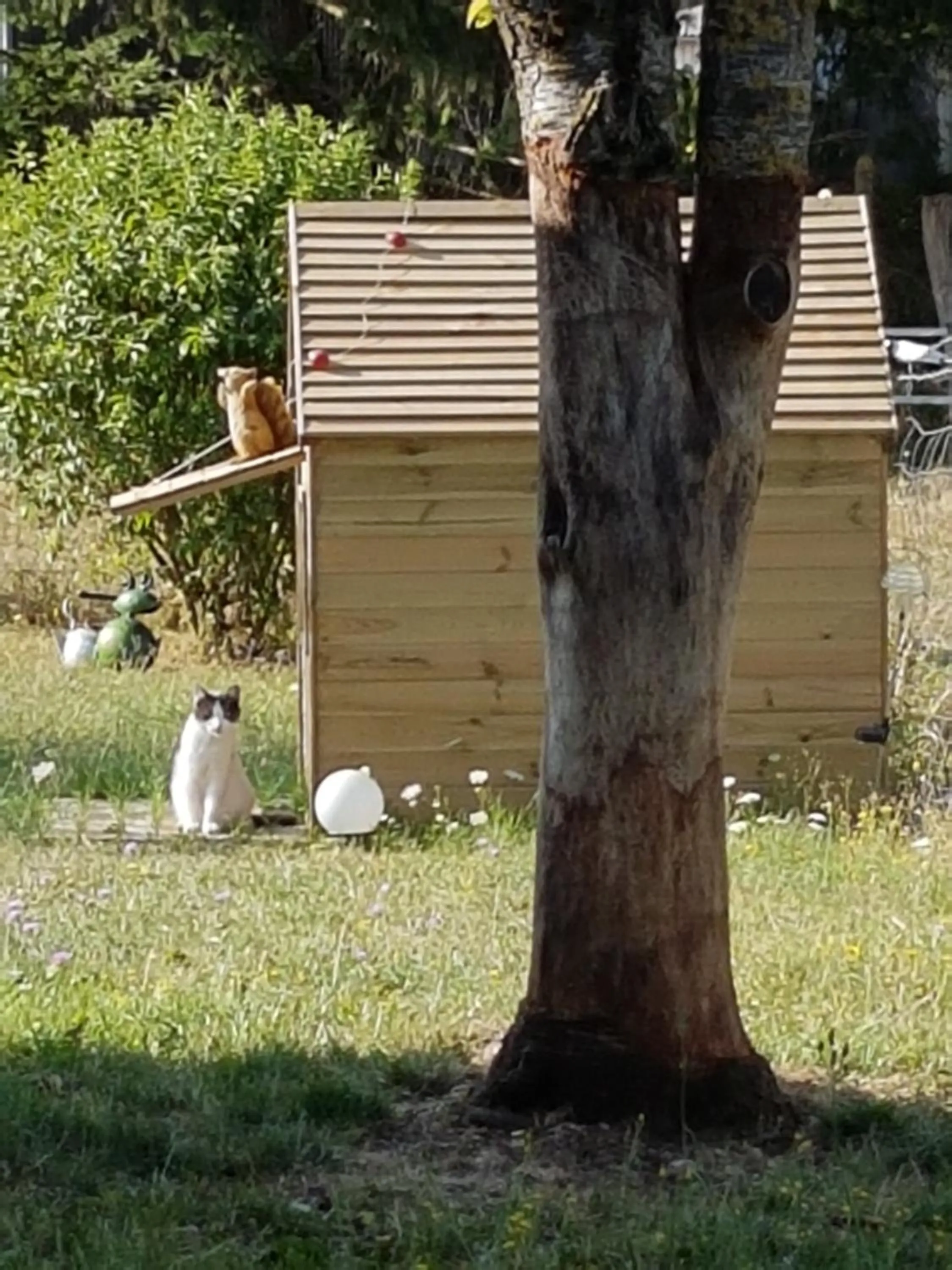 Pets in La Grange de Marie