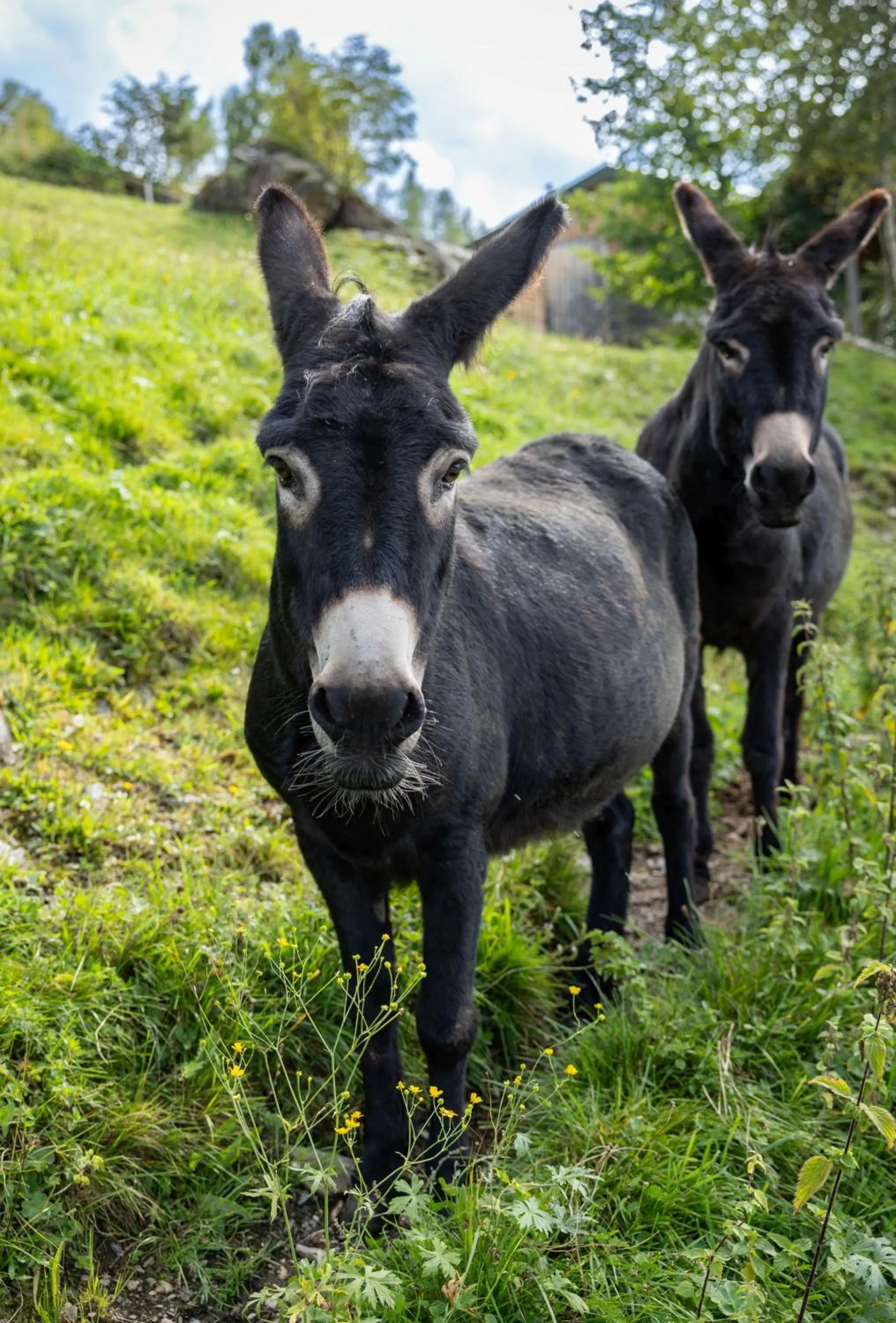 Animals in Hotel Schröckerhof