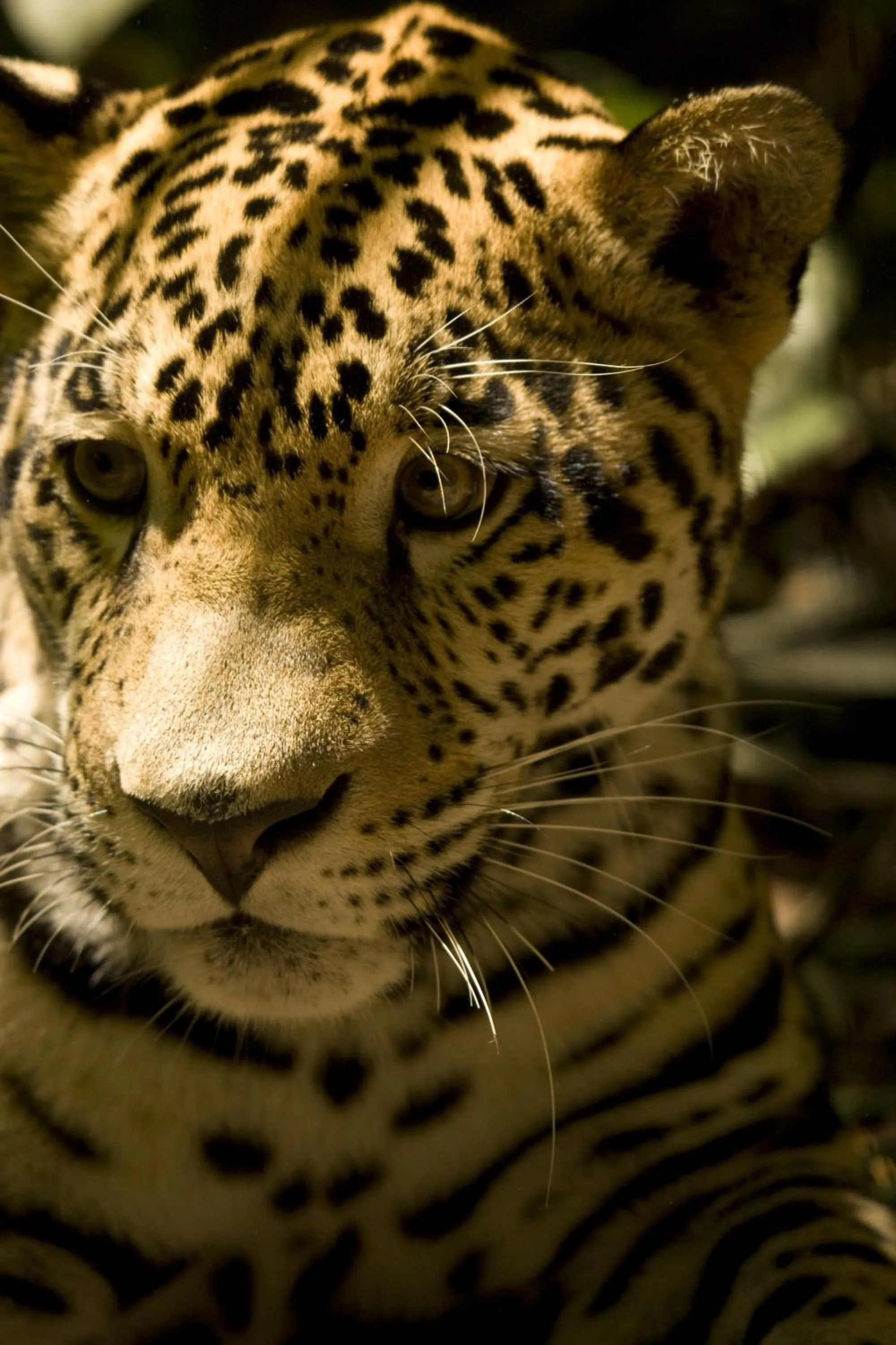 Animals in Parrot Cove Lodge