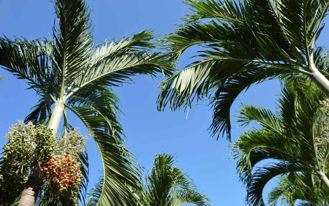 Natural landscape in Hotel Villas Rio Mar