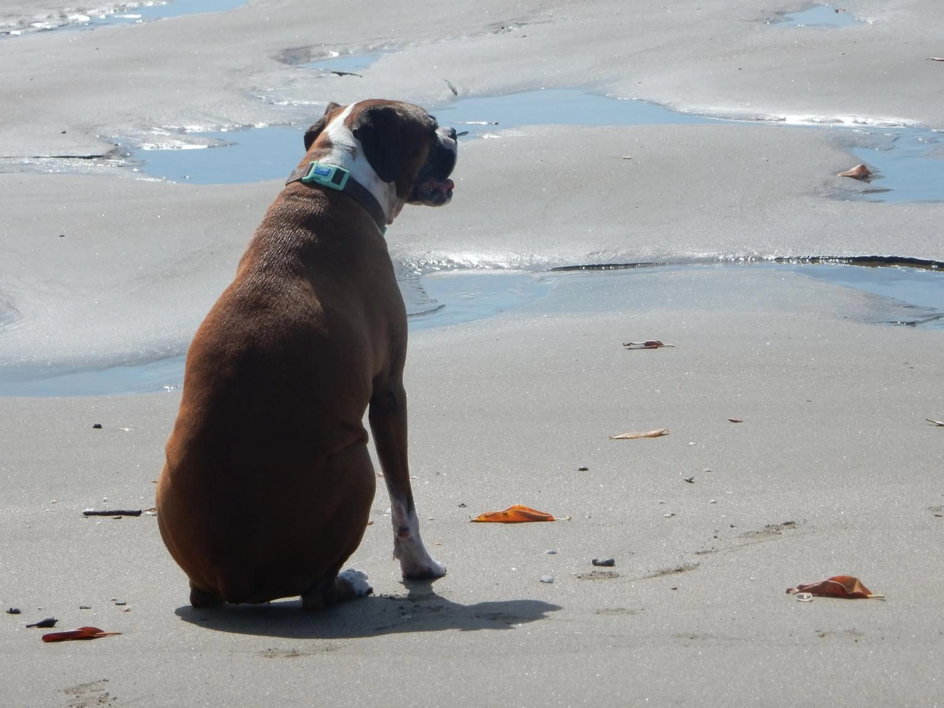 Beach in Redwood Beach Resort